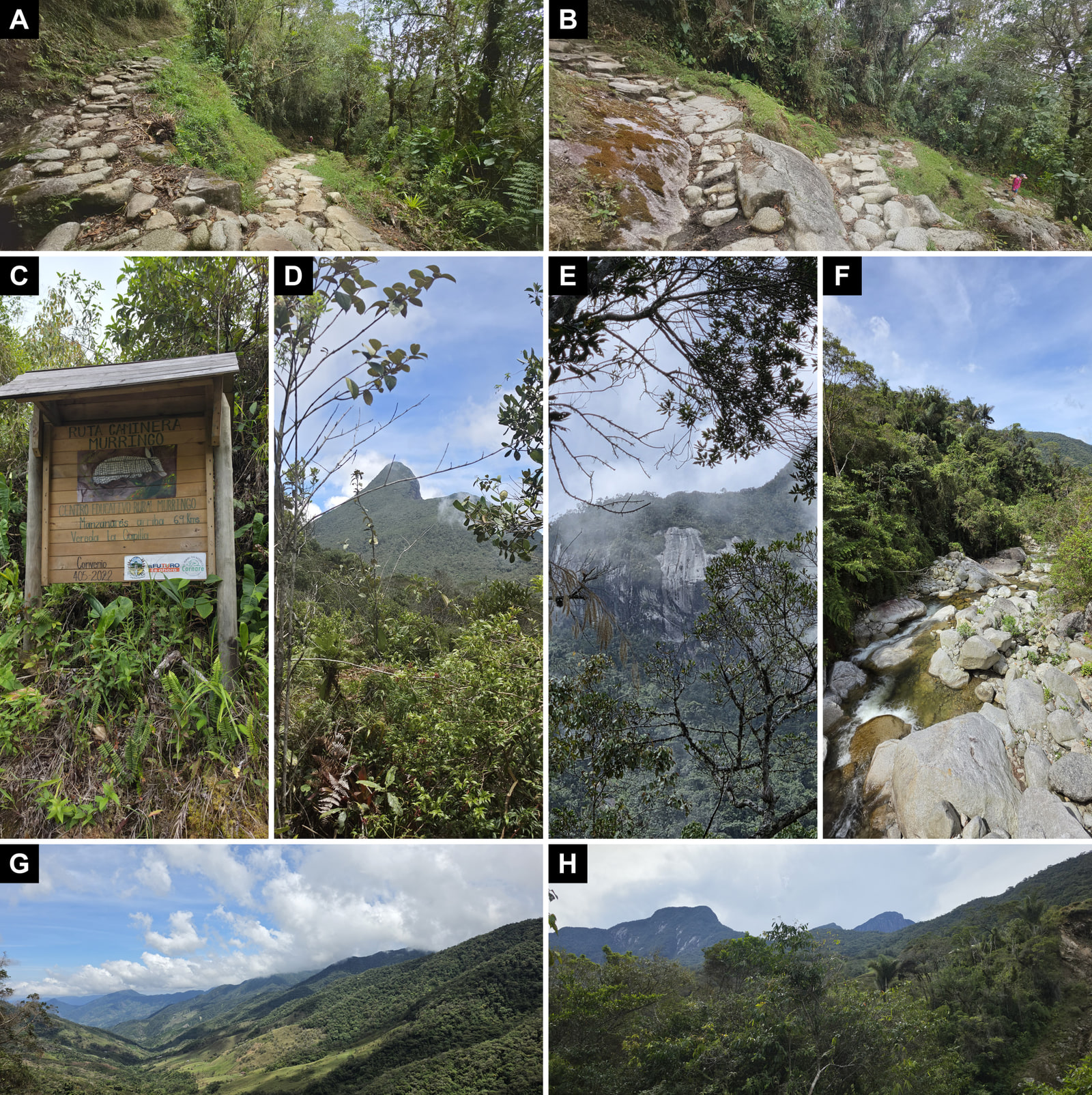 Eight-panel plate. Above, two sections of a cobbled trail of rounded stones and slabs, between wet forest and grass; in one, a person is visible in the distance. In the middle, a roofed wooden sign, “Ruta Caminera Murringo”, among ferns and shrubs; a pointed, forest-covered peak under a blue sky; a grey rock wall in the mist, seen between branches; and a clear river among large boulders, with forested banks. Below, a wide valley with forested slopes and pastures on the floor under clouds, and a view of dark peaks above the forest canopy.