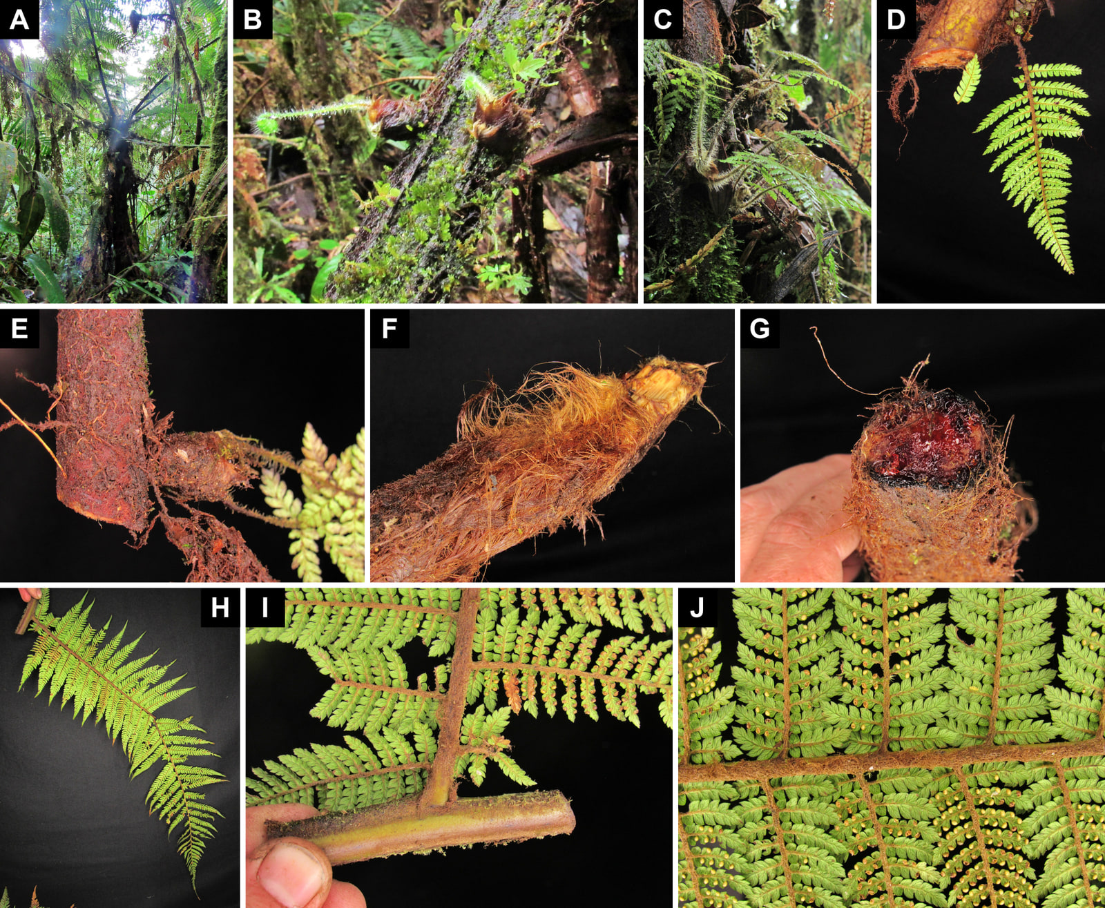 Ten-panel plate in three rows. Above, four photos: a dark-trunked tree fern in the forest, seen from below, with its crown of fronds backlit; a dark, mossy axis with two buds covered with shiny reddish-brown tufts, from which a young petiole and a crozier emerge; a trunk with old petiole bases, from the tip of one of which sprouts a cluster of hairy juvenile fronds; and, on a black background, a cut axis with hairy roots and a plantlet with a green pinnate frond attached to its side. In the middle, on a black background: another cut axis, covered with hairs and rootlets, with a plantlet of hairy young petioles attached to one side; a piece of axis, probably a petiole base, covered with long, coppery, straight hairs in parallel strands, golden and tangled toward the cut end; and the cut end of an axis, held in the hand, with pale wool under longer orange-brown hairs. Below: a detached green pinna, seen from below and attached to a piece of rachis held between the fingers, with sori on part of the pinnules; the base of a pinna held between thumb and fingers, with small sori in two rows on the fertile pinnules; and a close-up of the costa and costules, covered with fine, tangled hairs, with closed and open sori that remain separate from one another.