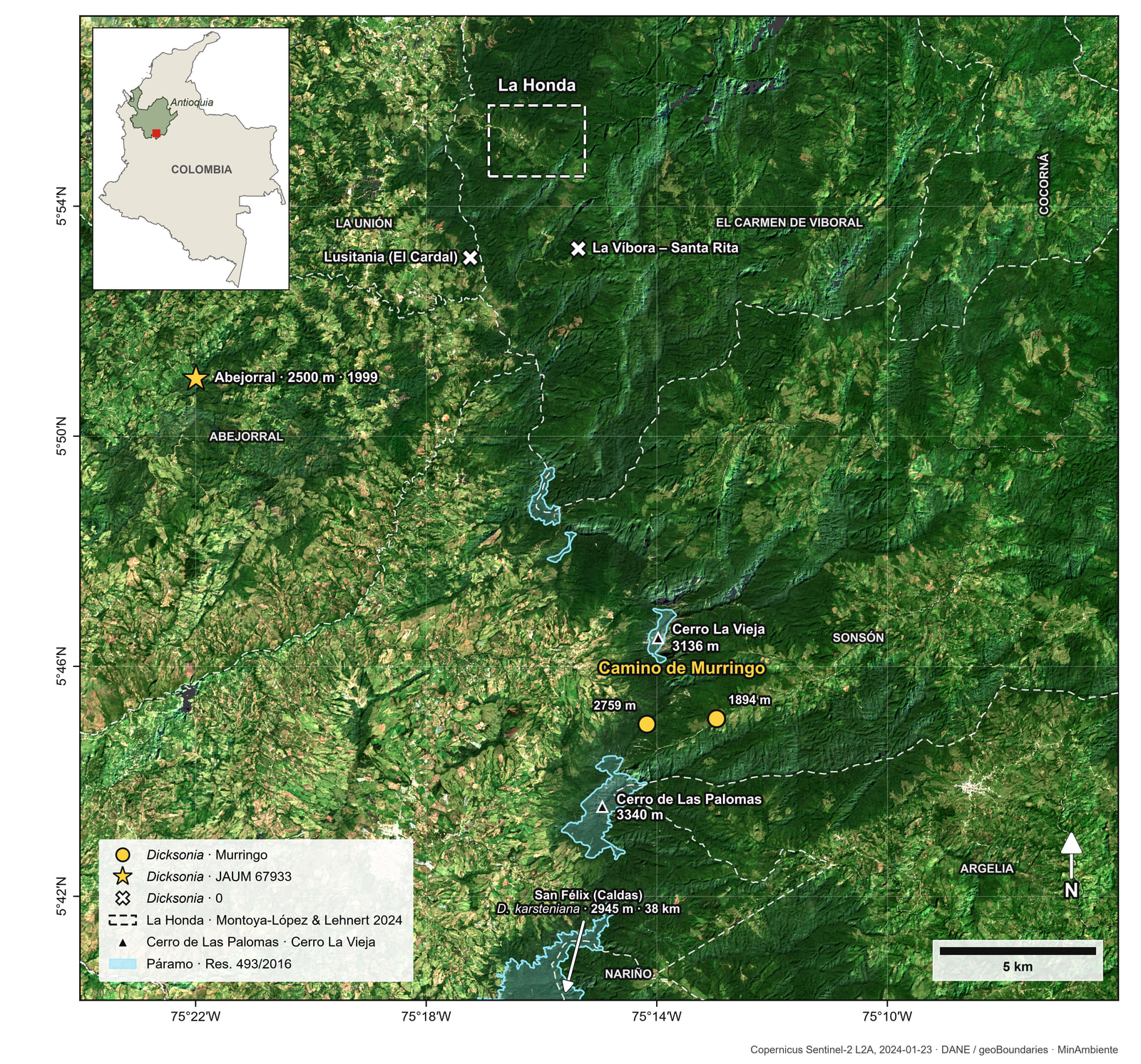 Satellite map of a mountainous area about 33 km across, largely covered by dark green forest, with lighter, patchy pasture and cropland to the west. Near the south-centre, under the label Camino de Murringo, are two gold circles labelled 2759 m and 1894 m, between two triangles: Cerro La Vieja, 3136 m, to the north, and Cerro de Las Palomas, 3340 m, to the south, both within pale blue páramo outlines. To the north are a white dashed rectangle labelled La Honda and two white crosses labelled La Víbora – Santa Rita and Lusitania (El Cardal). To the north-west, a gold star labelled Abejorral · 2500 m · 1999. White dashed lines mark municipal limits. An arrow at the bottom edge points toward San Félix (Caldas), D. karsteniana, 2945 m, 38 km. An inset map of Colombia marks the area in eastern Antioquia.