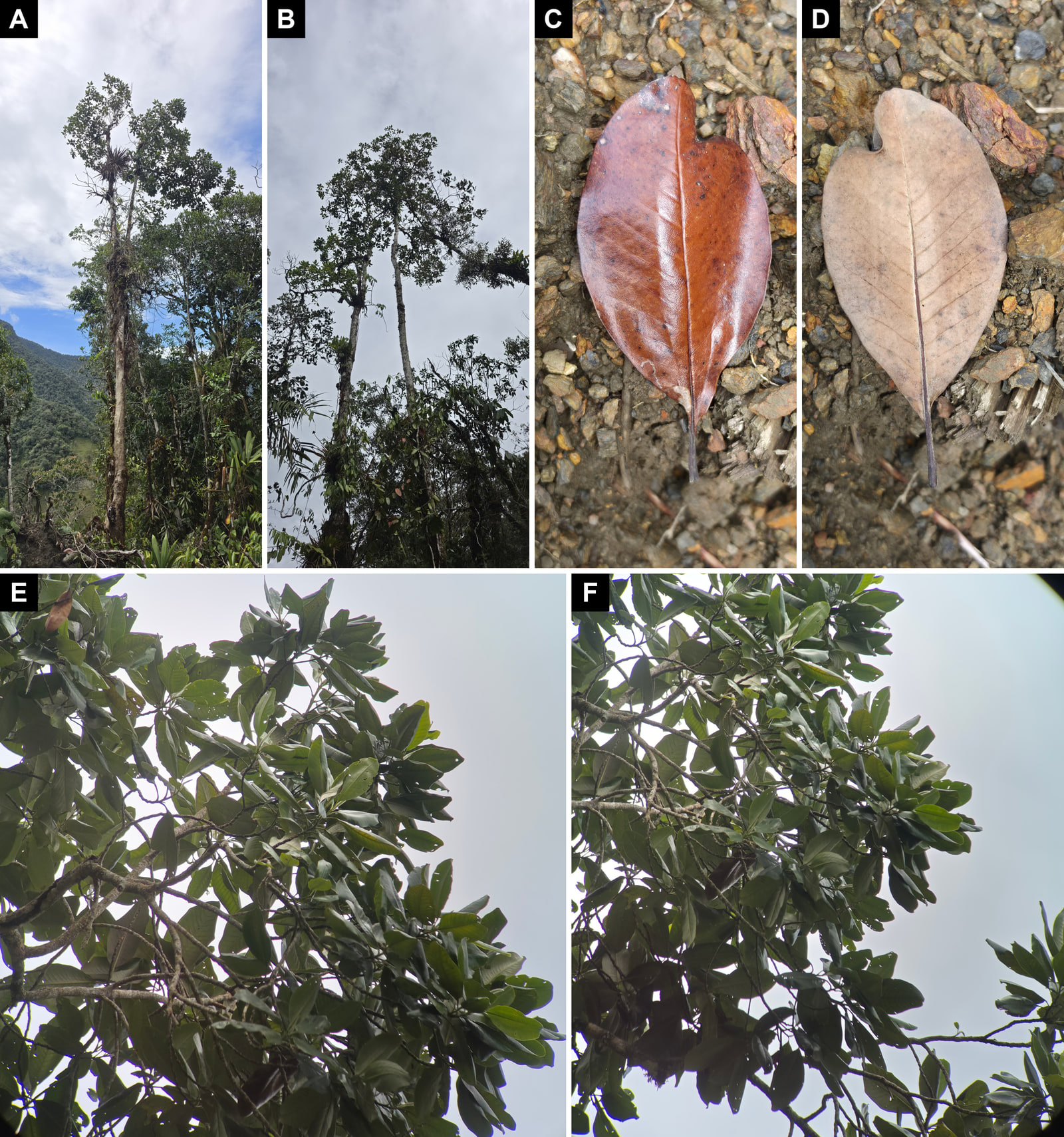 Six-panel plate of Magnolia guatapensis: two tall, slender trees seen from below against the sky; one fallen leaf on gravel, obovate with a notched tip, shown from both sides, glossy reddish-brown above and pale beneath; and two views up into a dense crown of leathery leaves.