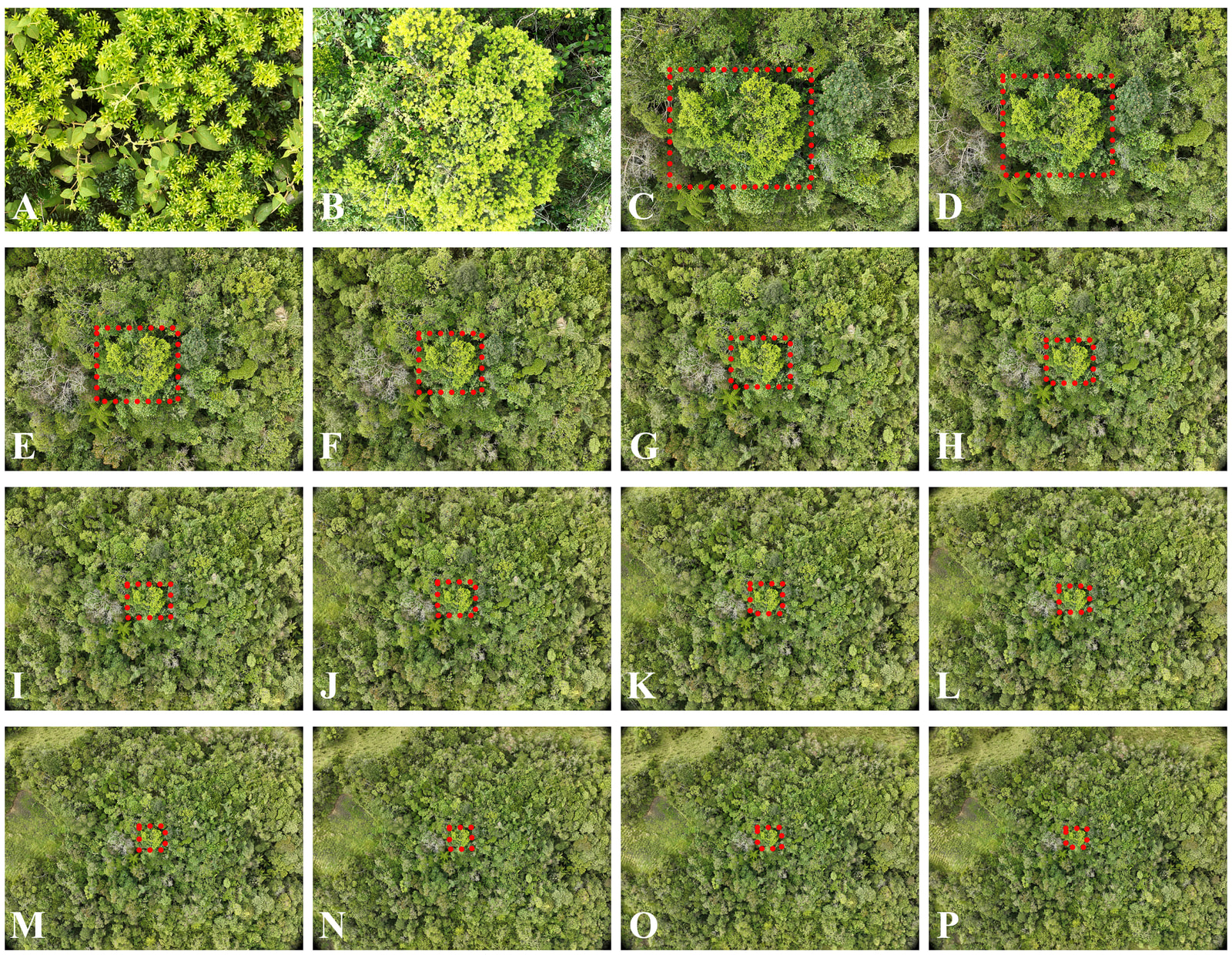 Grid of sixteen aerial photographs of the same patch of canopy taken at increasing heights, in which one pale-green Podocarpus crown marked by a dotted rectangle stays visible as the surrounding forest recedes.