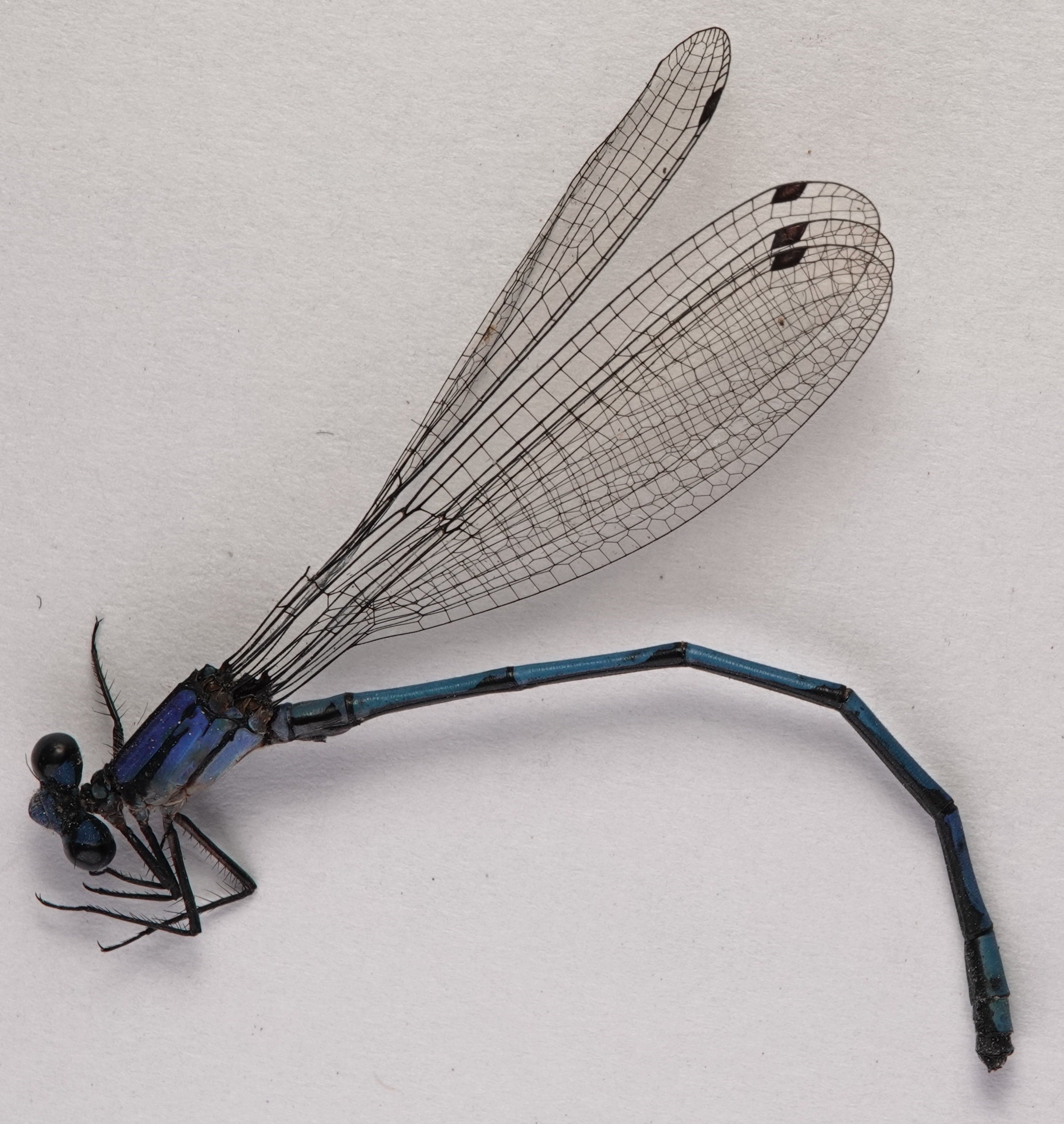 Zygoptera — Damselflies