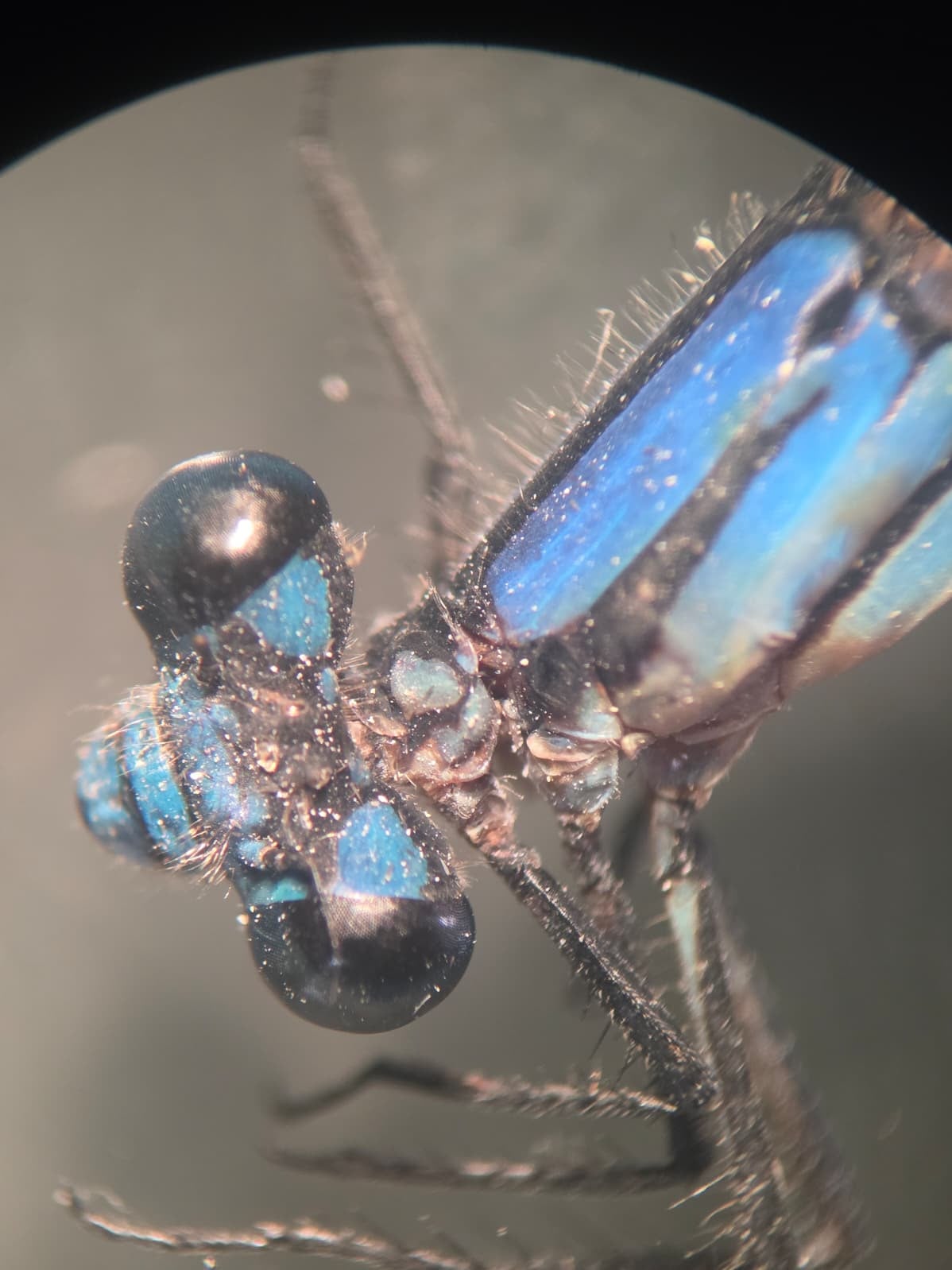 *Argia medullaris*, head in detail, male. La Honda.
