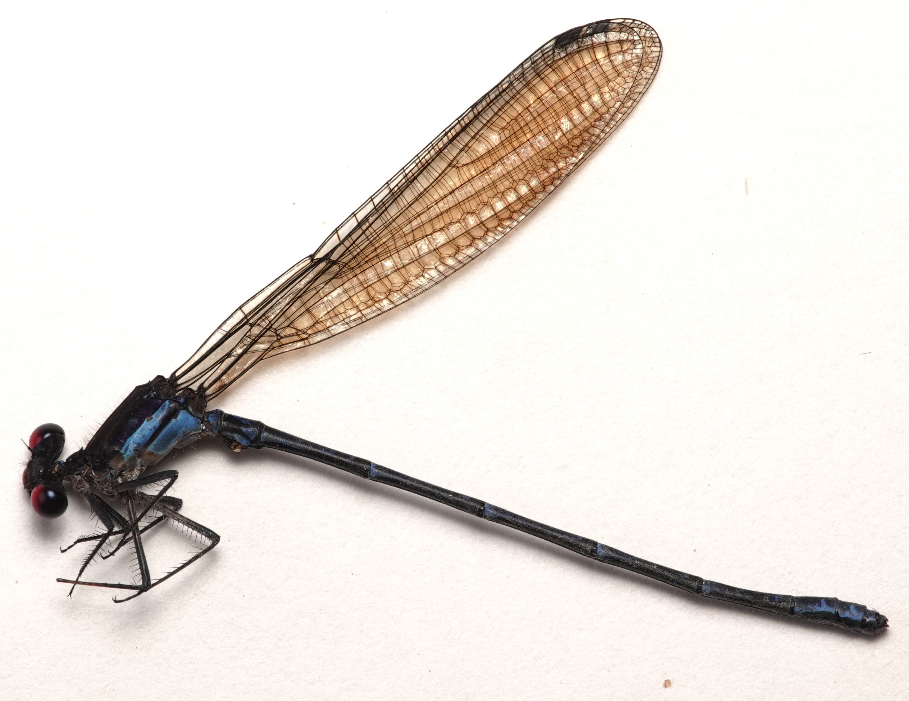 Argia sp. "ojos rojos"