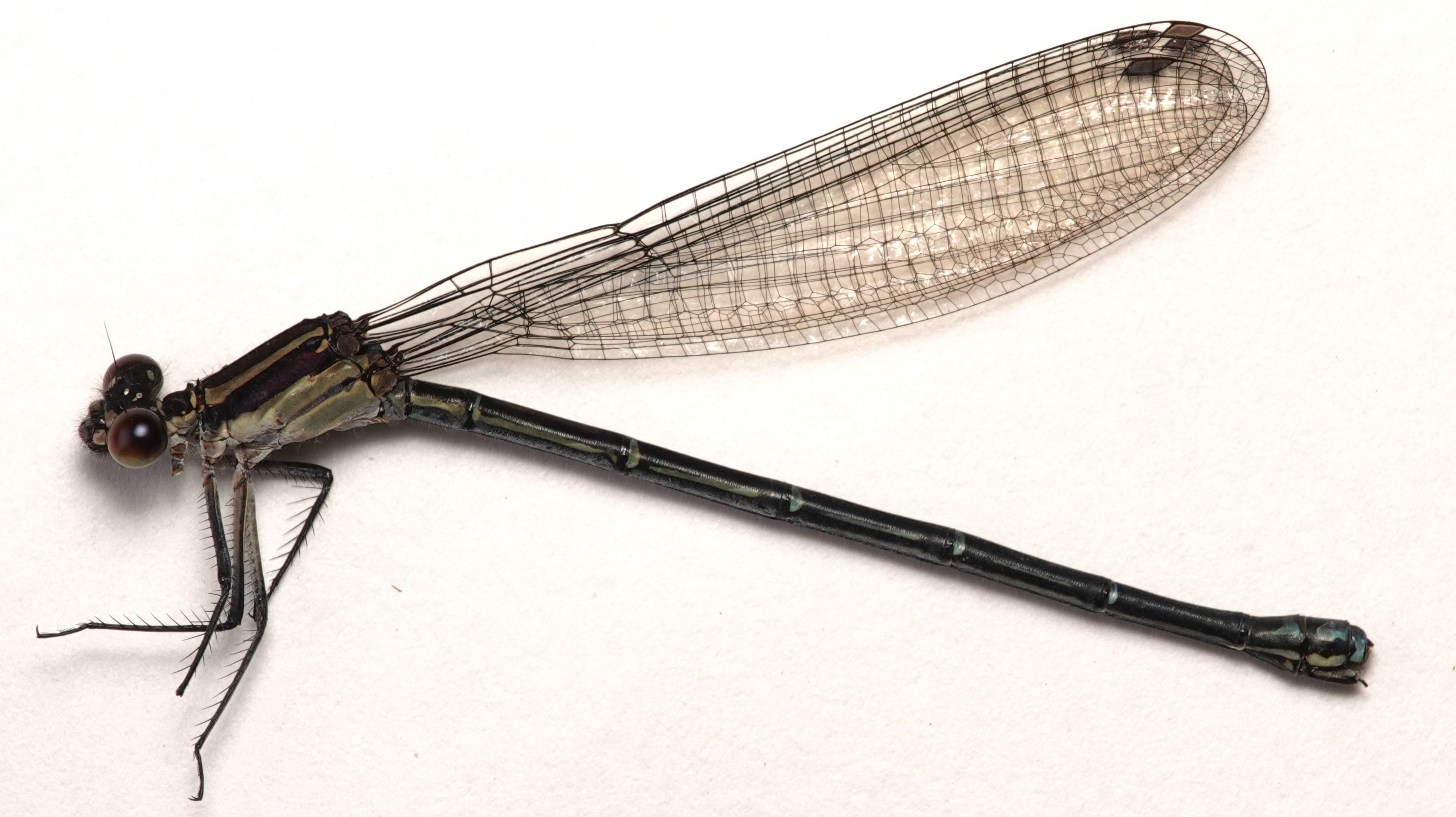 *Argia sp. "ojos rojos"*, specimen, female. La Honda.