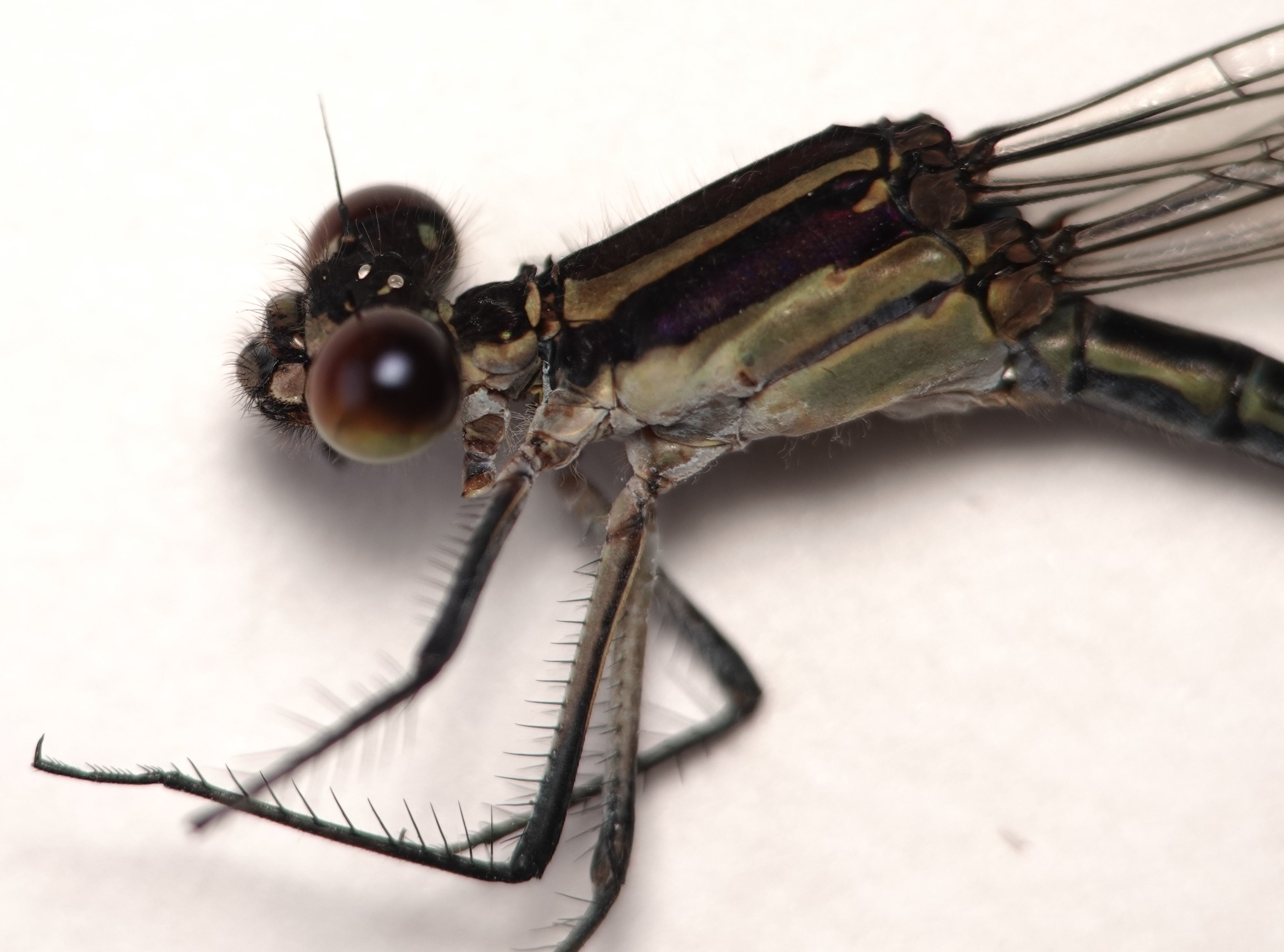 *Argia sp. "ojos rojos"*, head in detail, female. La Honda.