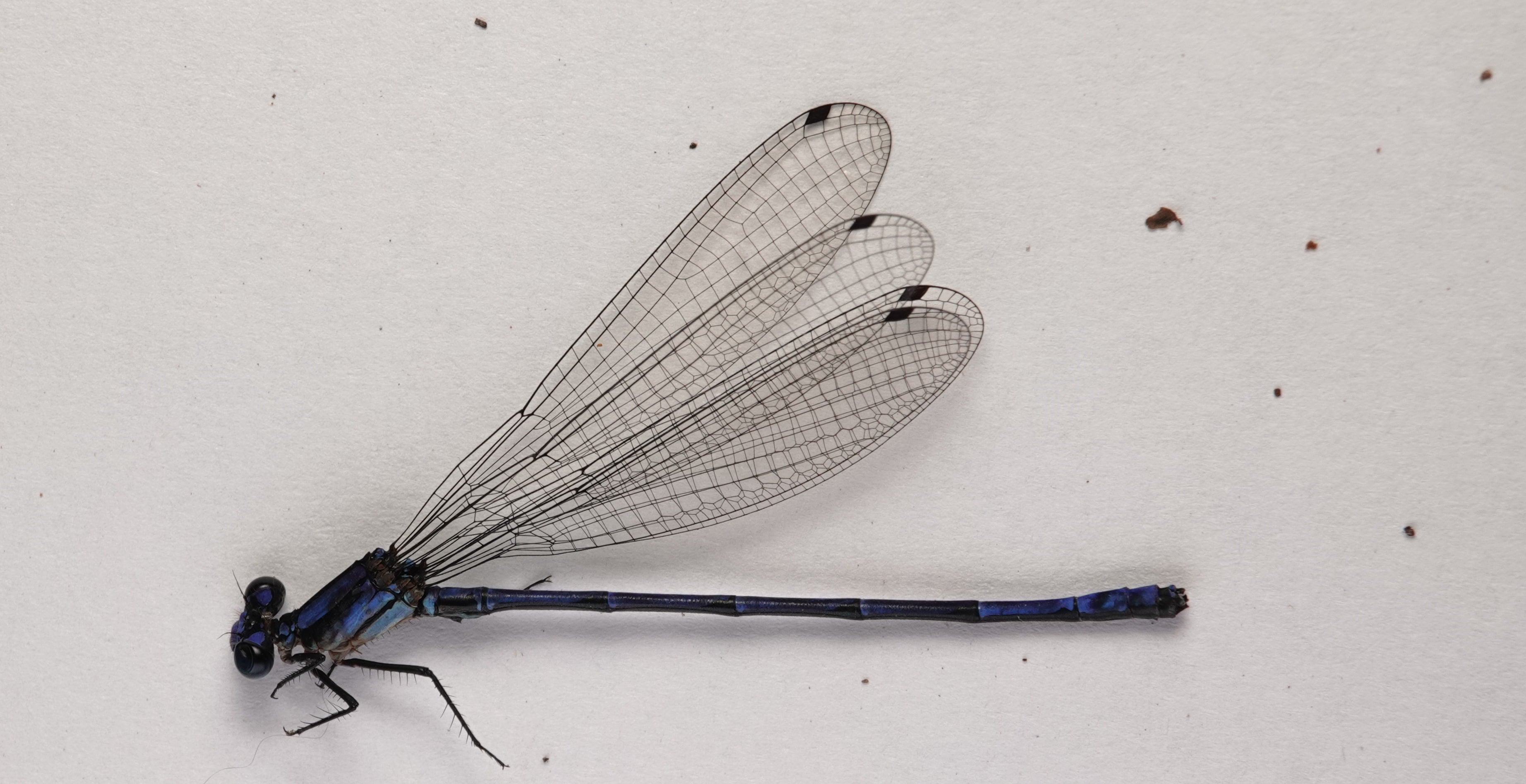 *Argia sp.*, specimen, male. La Honda.