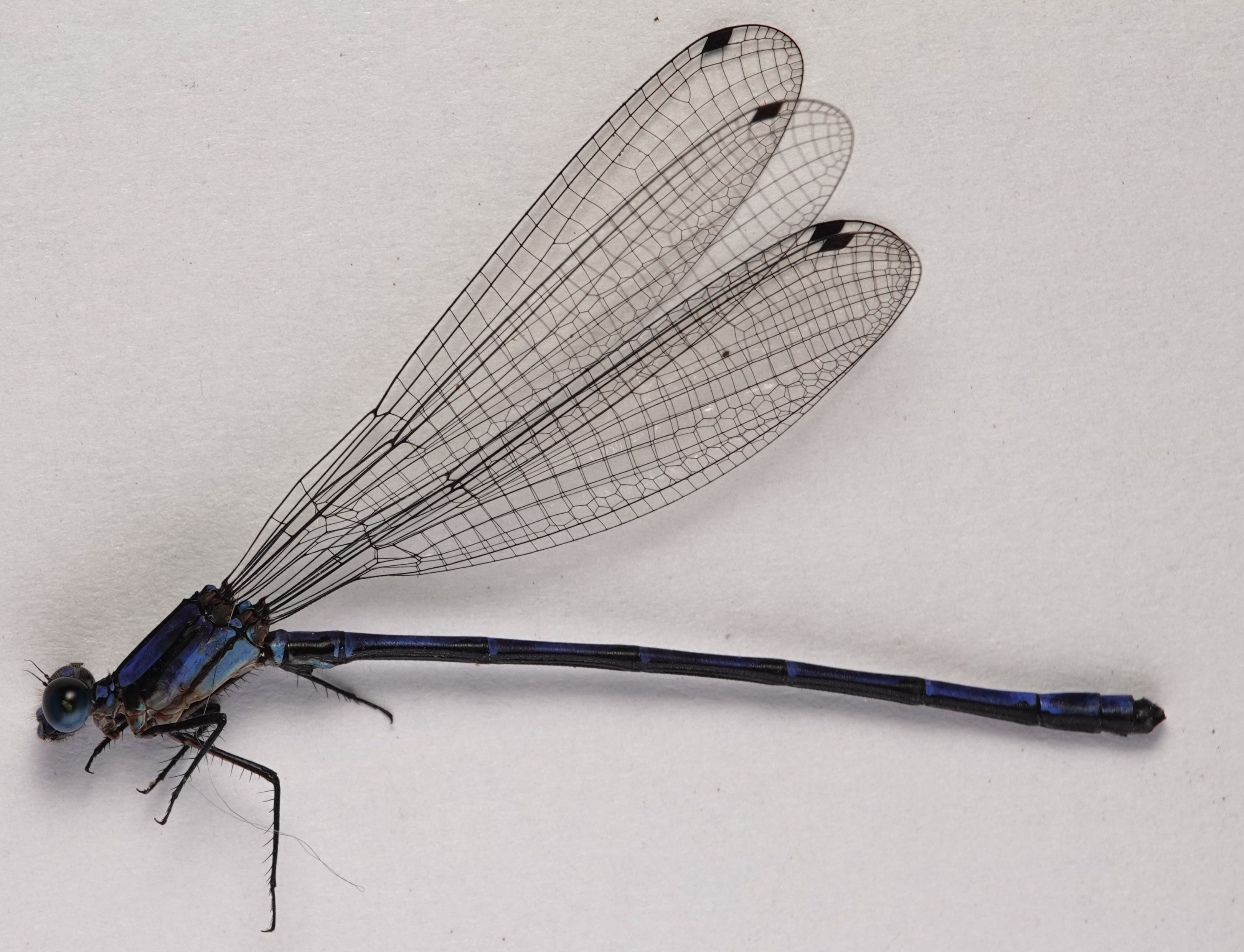 *Argia sp.*, specimen, male. La Honda.