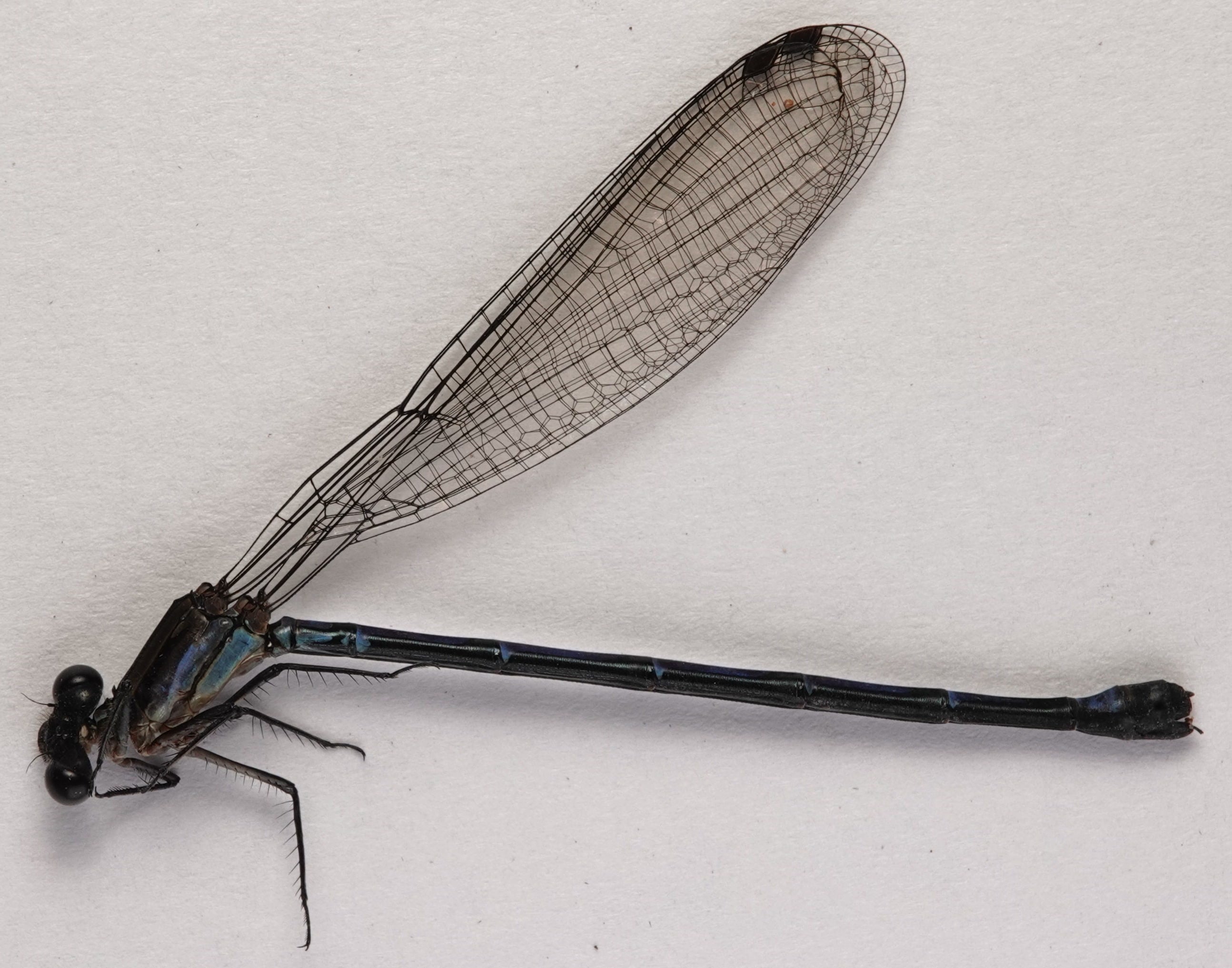 *Argia sp.*, specimen, female. La Honda.