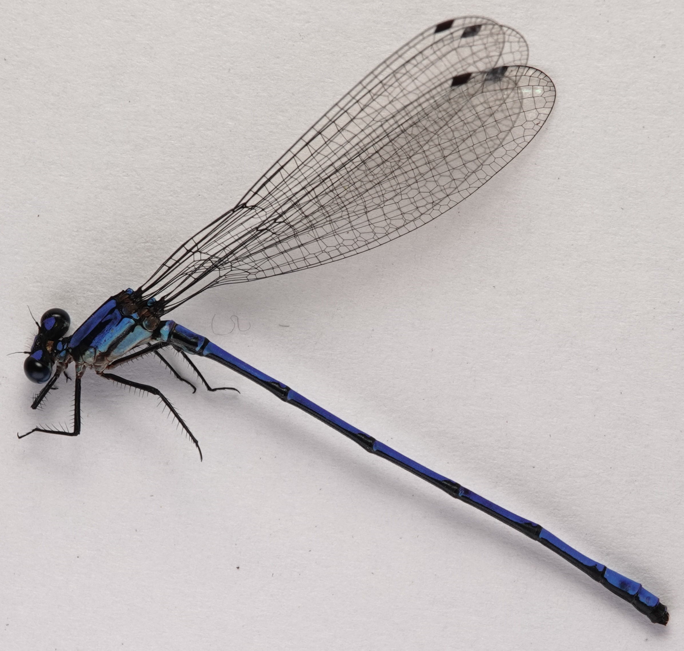 *Argia sp.*, specimen. La Honda.