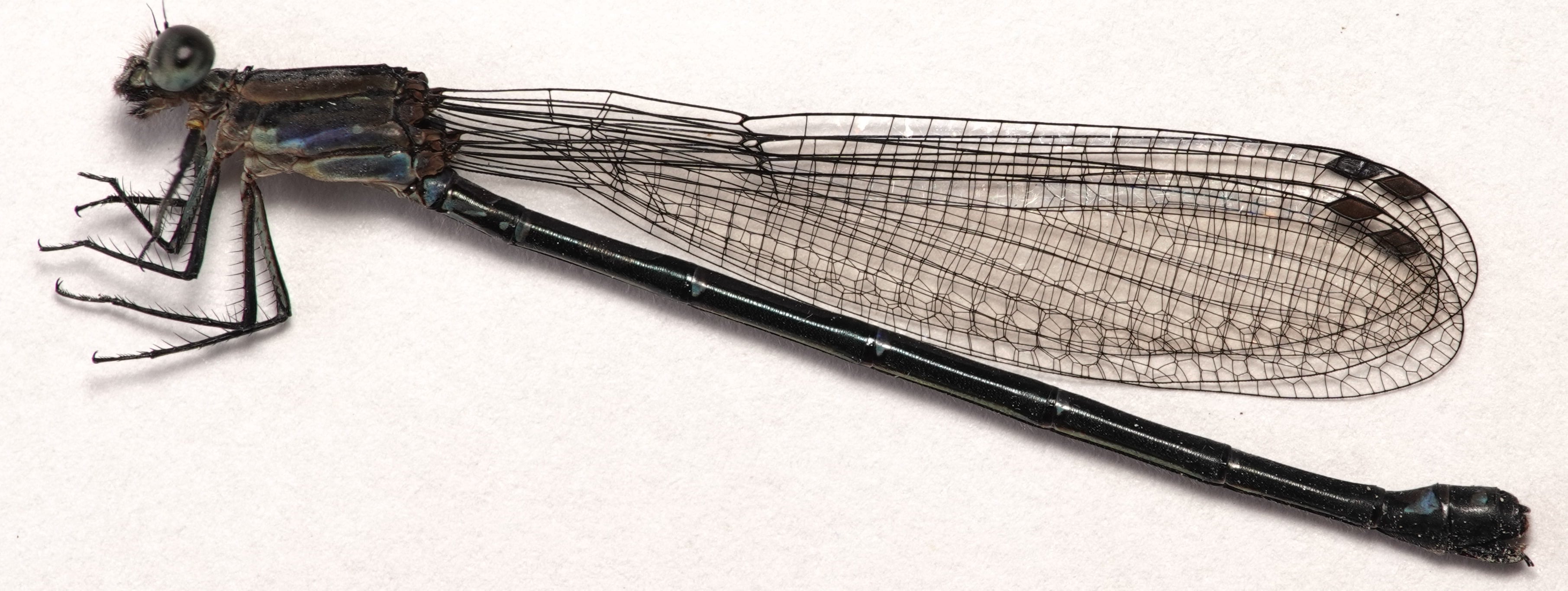 *Argia sp.*, specimen, female. La Honda.