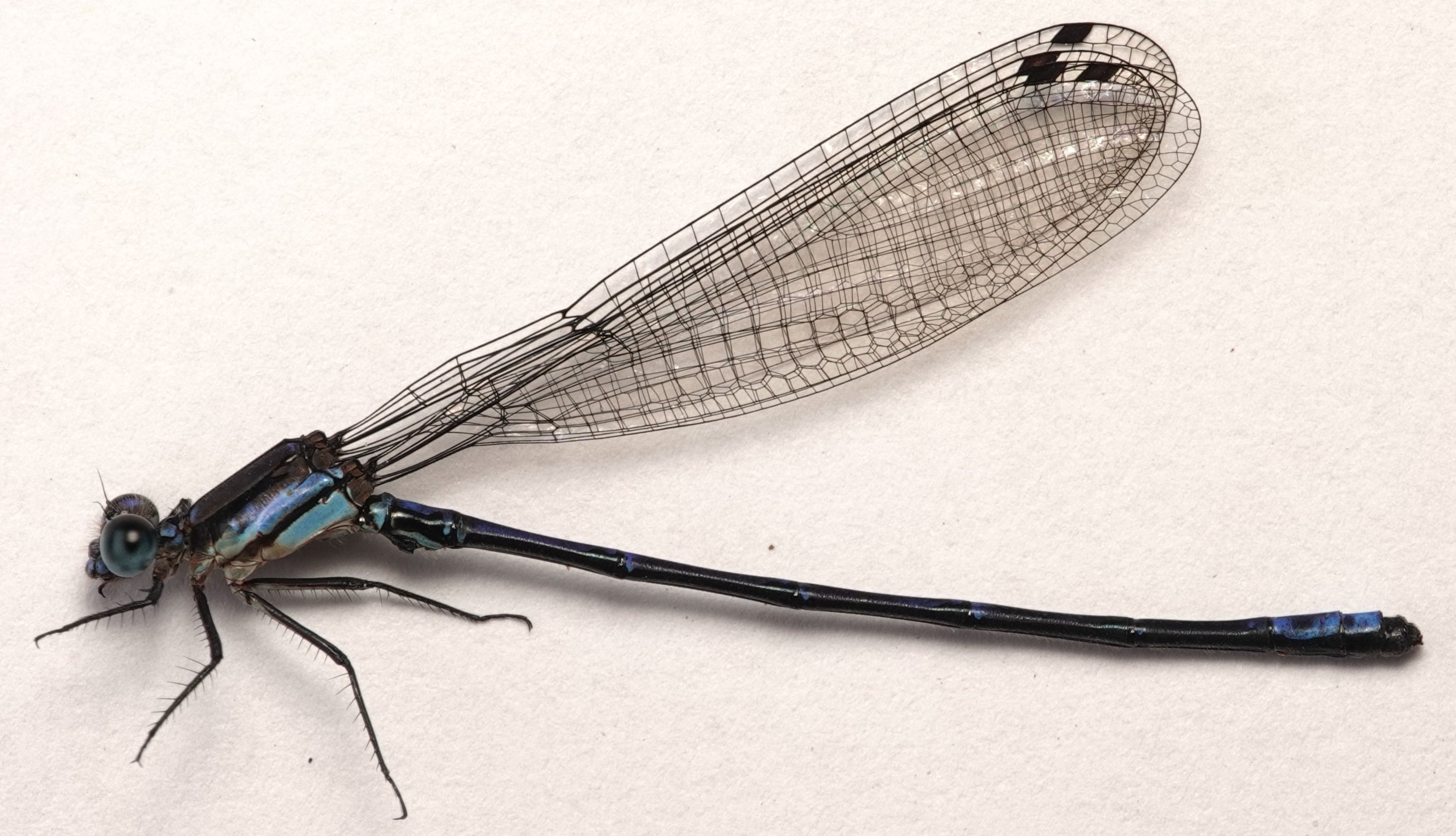 *Argia sp.*, specimen. La Honda.