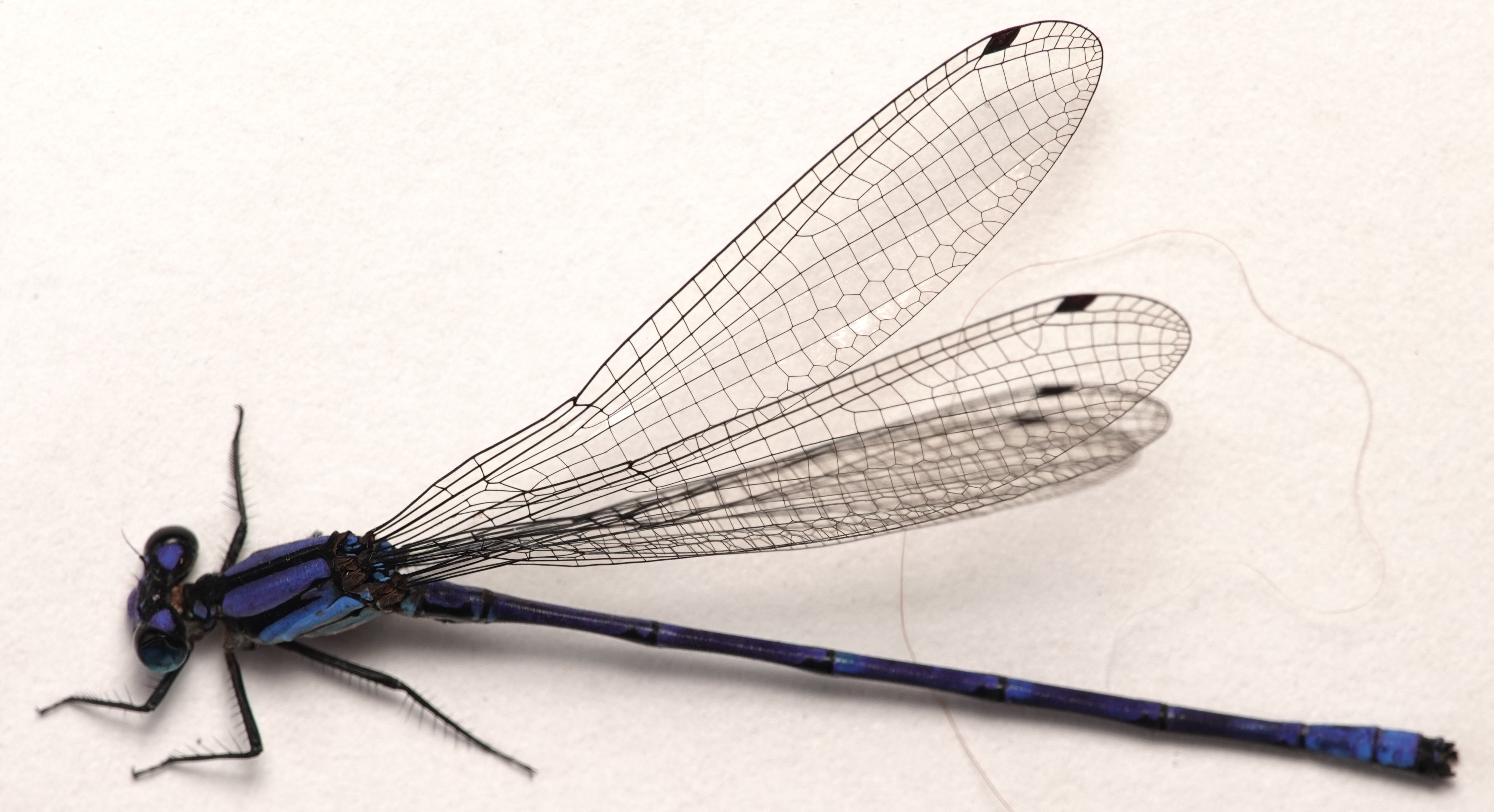 *Argia sp.*, specimen. La Honda.