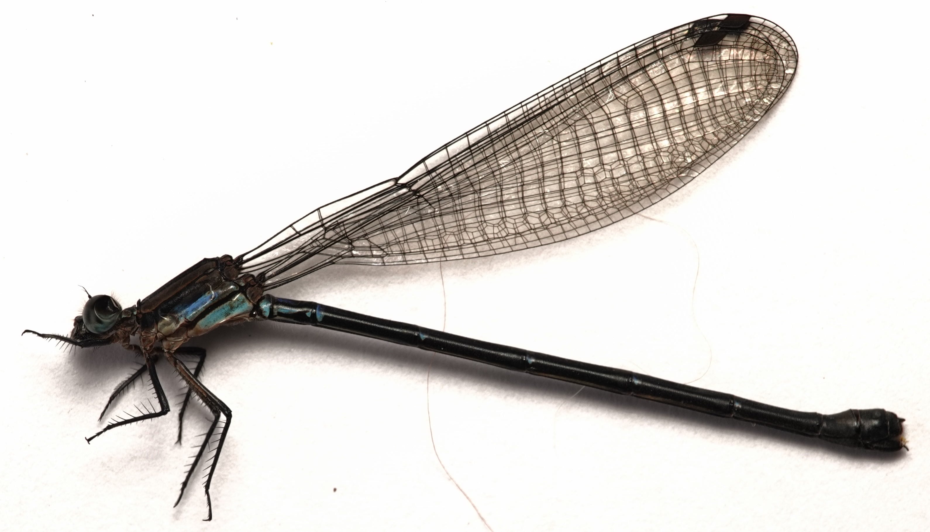 *Argia sp.*, specimen. La Honda.