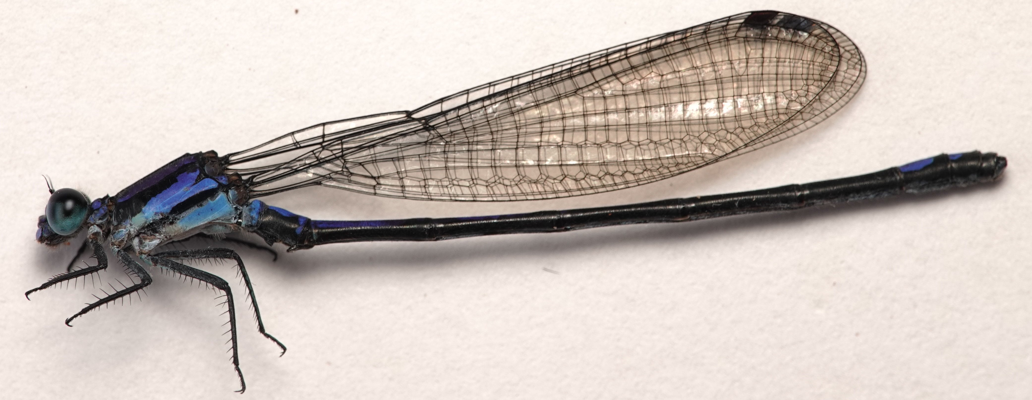 *Argia sp.*, specimen. La Honda.