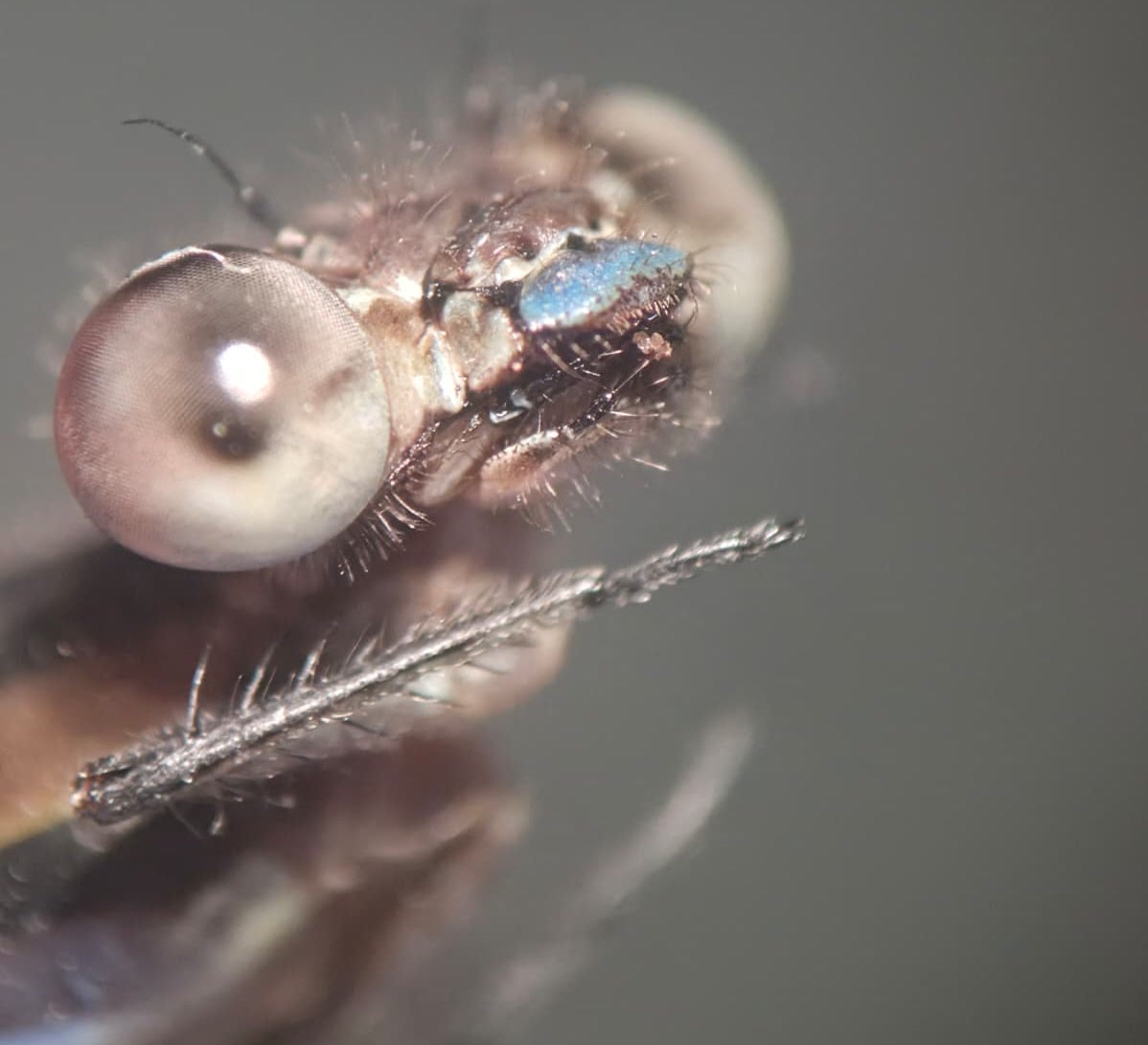*Argia sp.*, head in detail, female. La Honda.