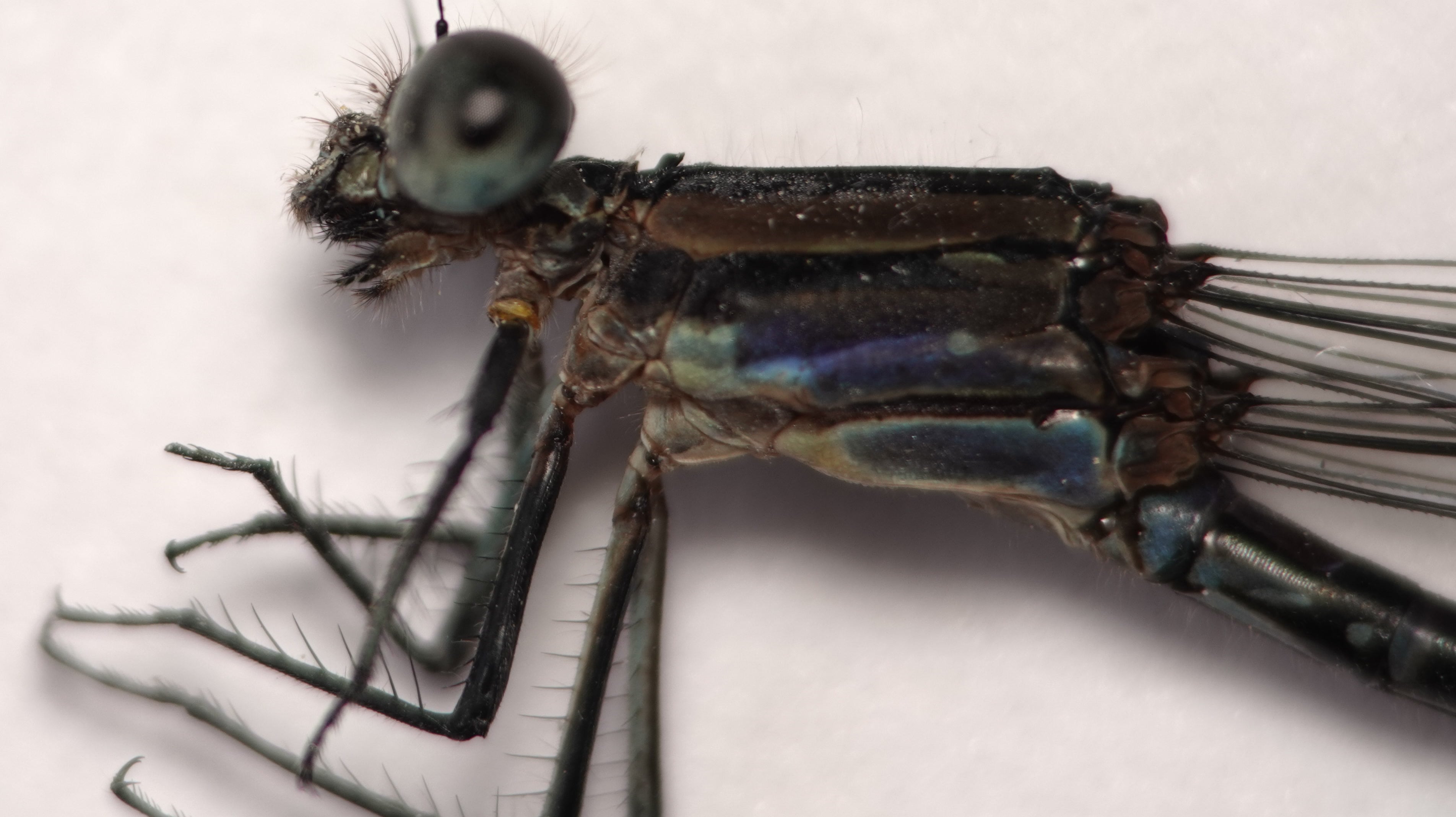 *Argia sp.*, head in detail, female. La Honda.