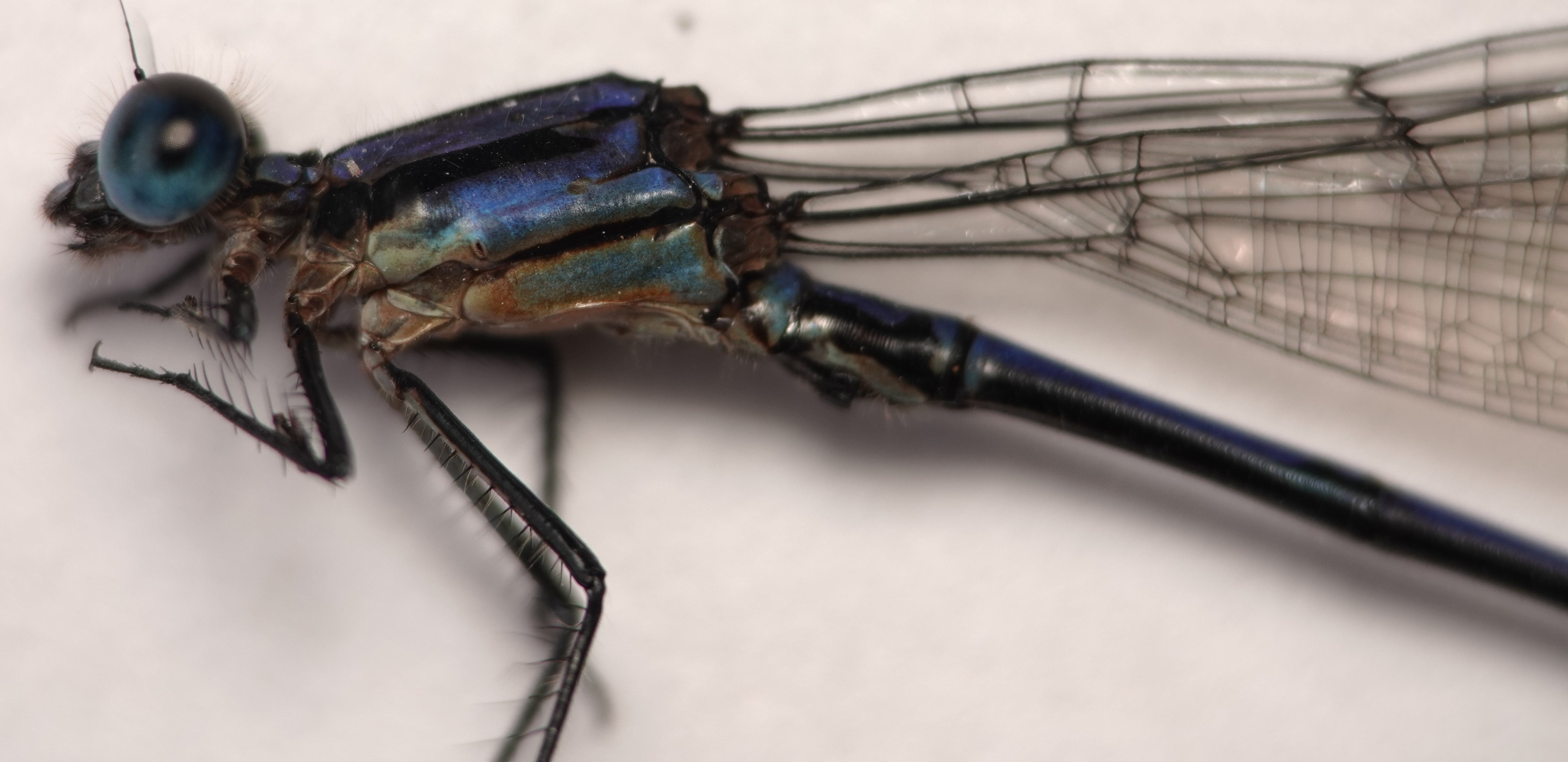 *Argia sp.*, head in detail. La Honda.