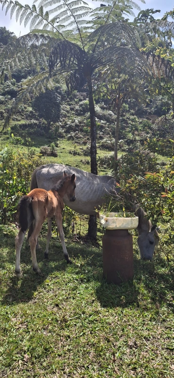 A mare and her foal beside a feeding trough at Sigfredo's farm, with tree ferns in the background