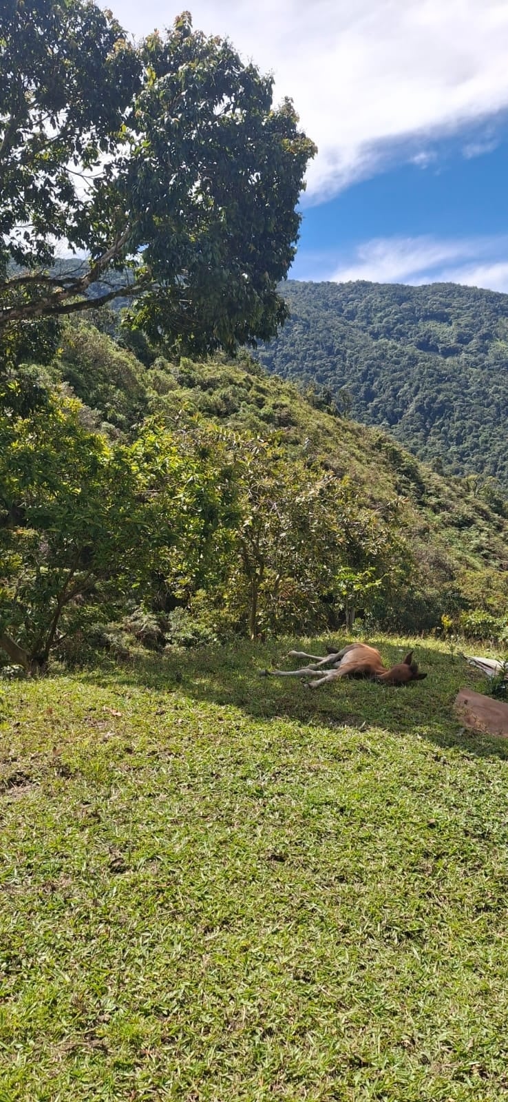 Wide view from Sigfredo's farm, with a dog resting on the grass and the forested ridges of La Honda behind
