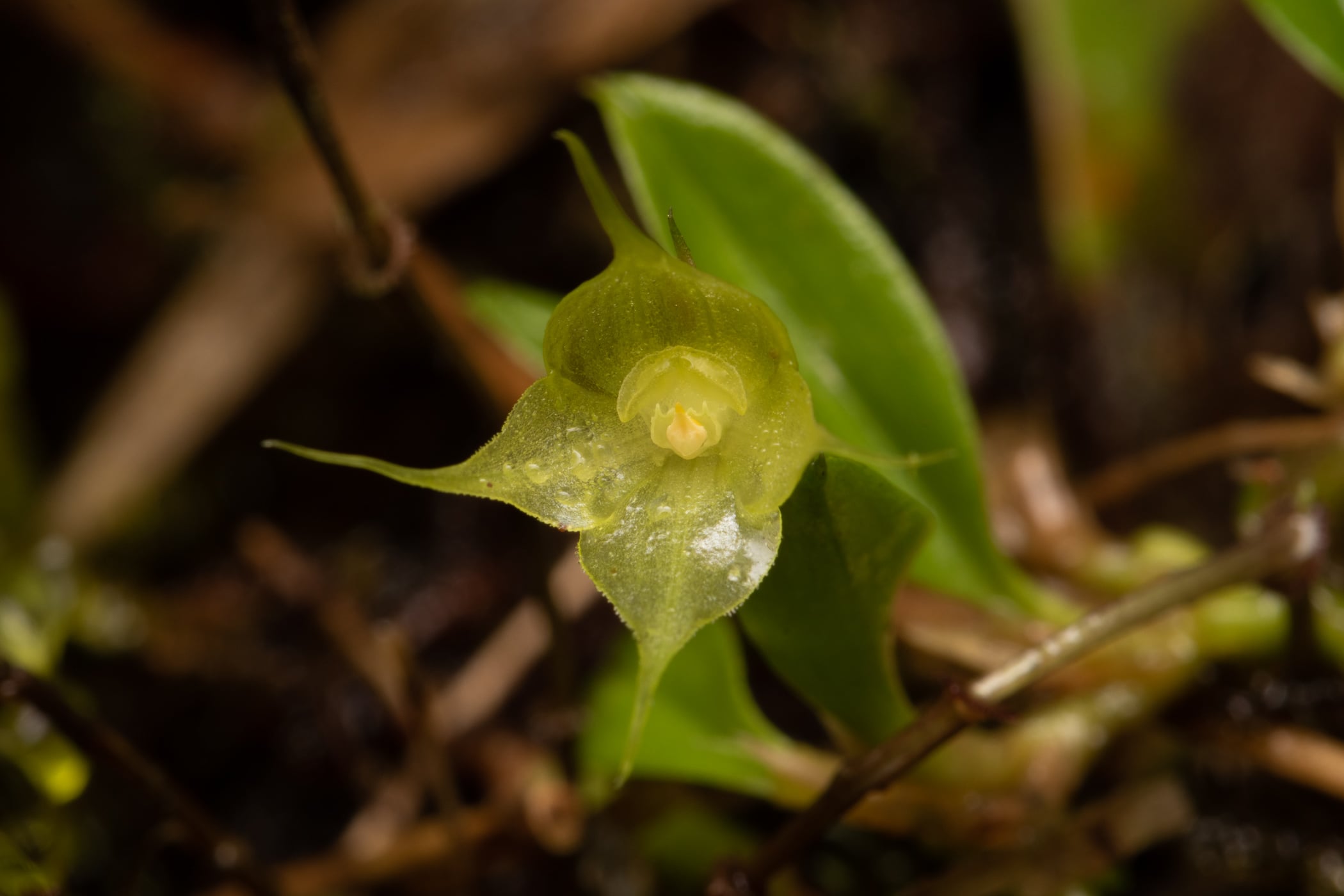 Brachionidium parvum
