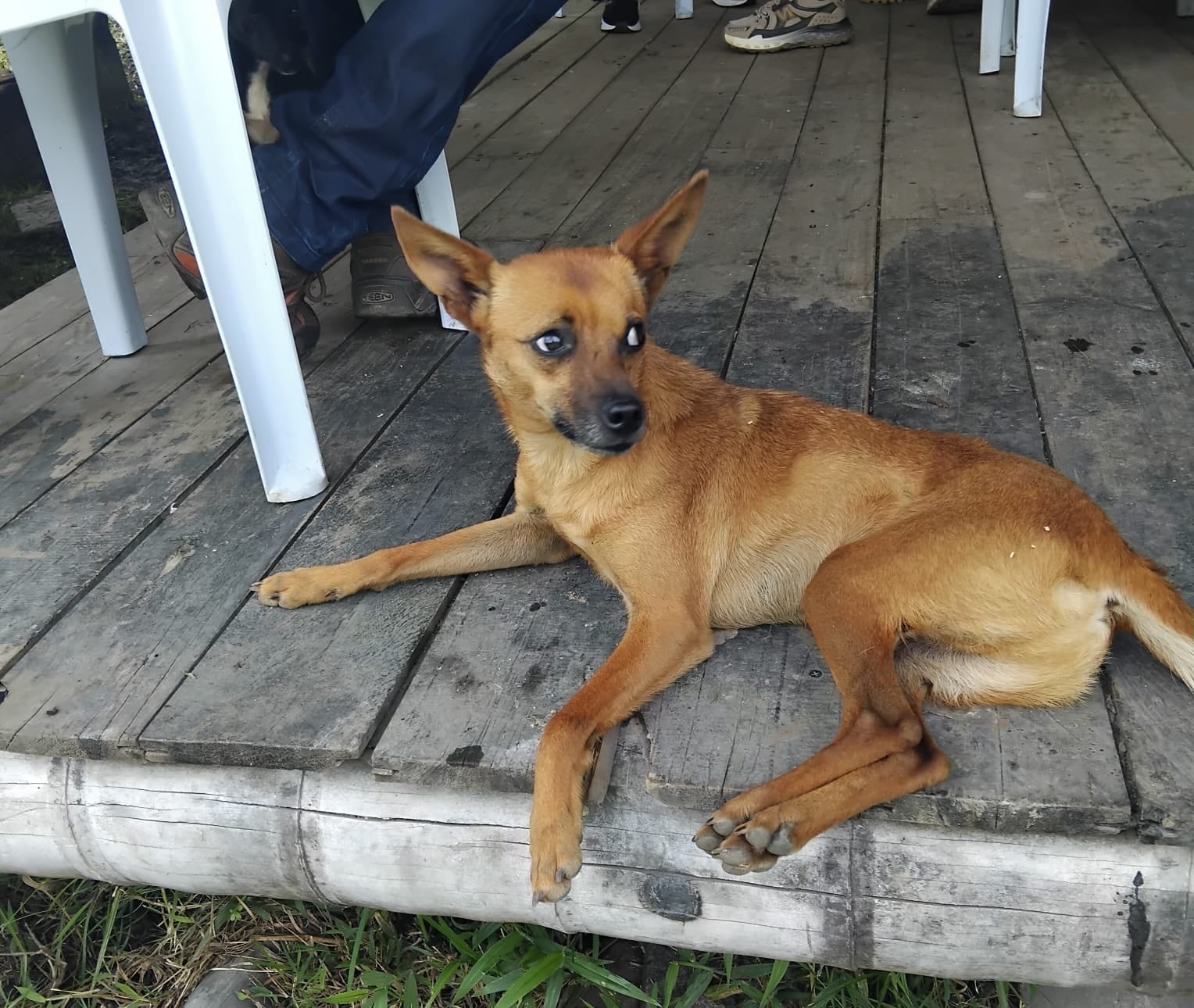 Ciruelo lying on a wooden deck, ears perked, looking up alertly