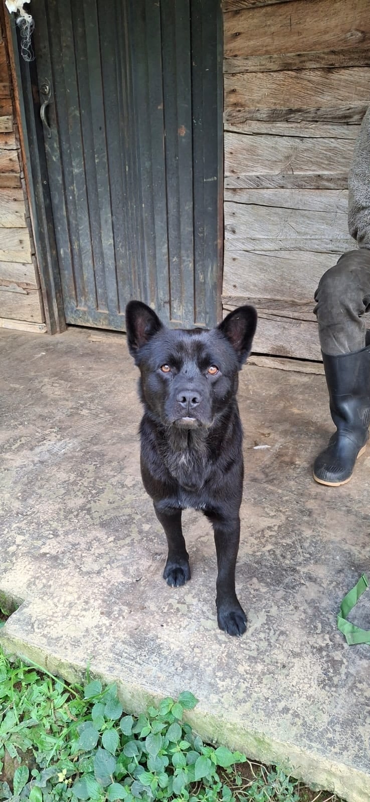 Coco, a black dog, standing alert on the porch in front of the wooden door of Sigfredo's house