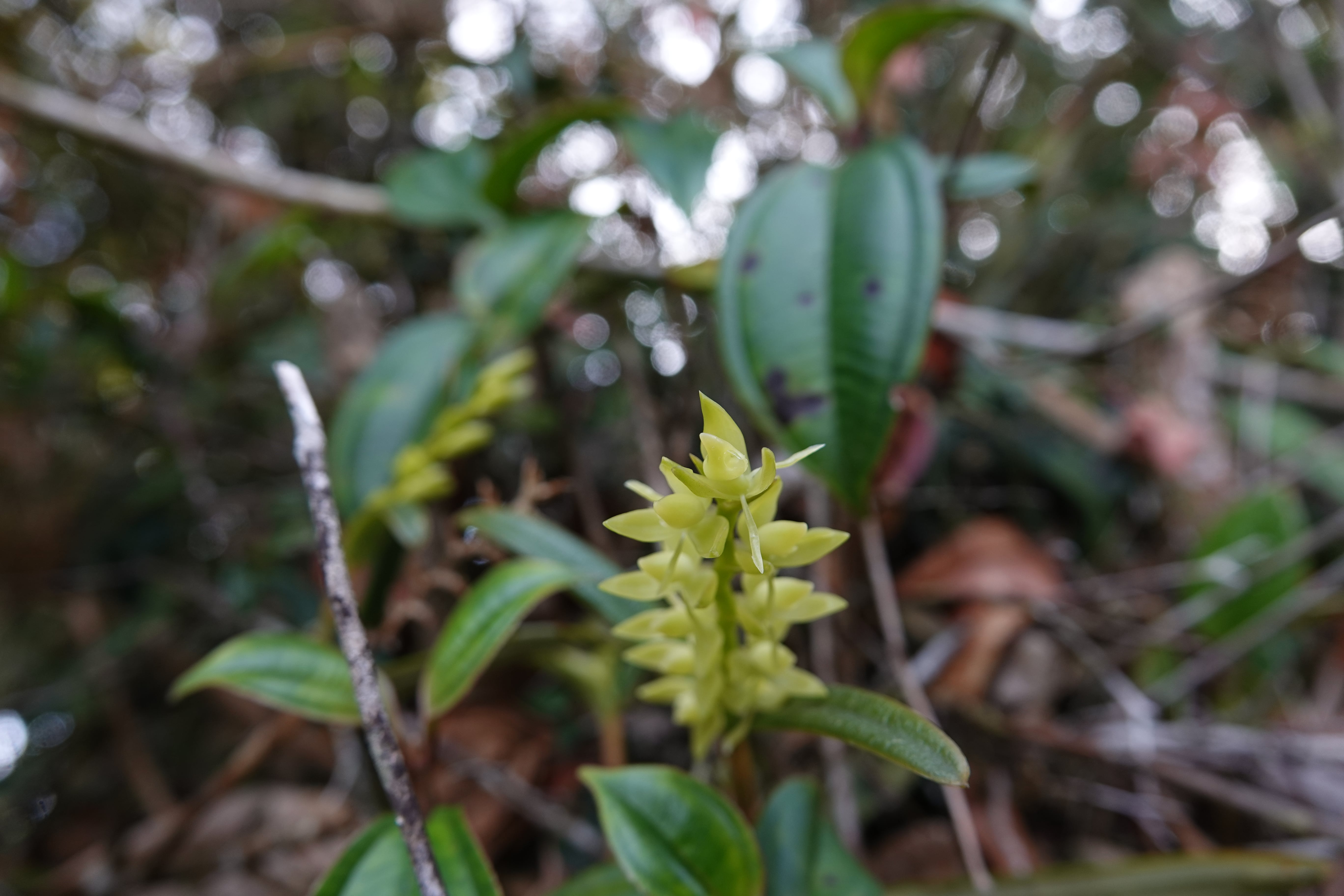 *Epidendrum rugulosum*. La Honda.