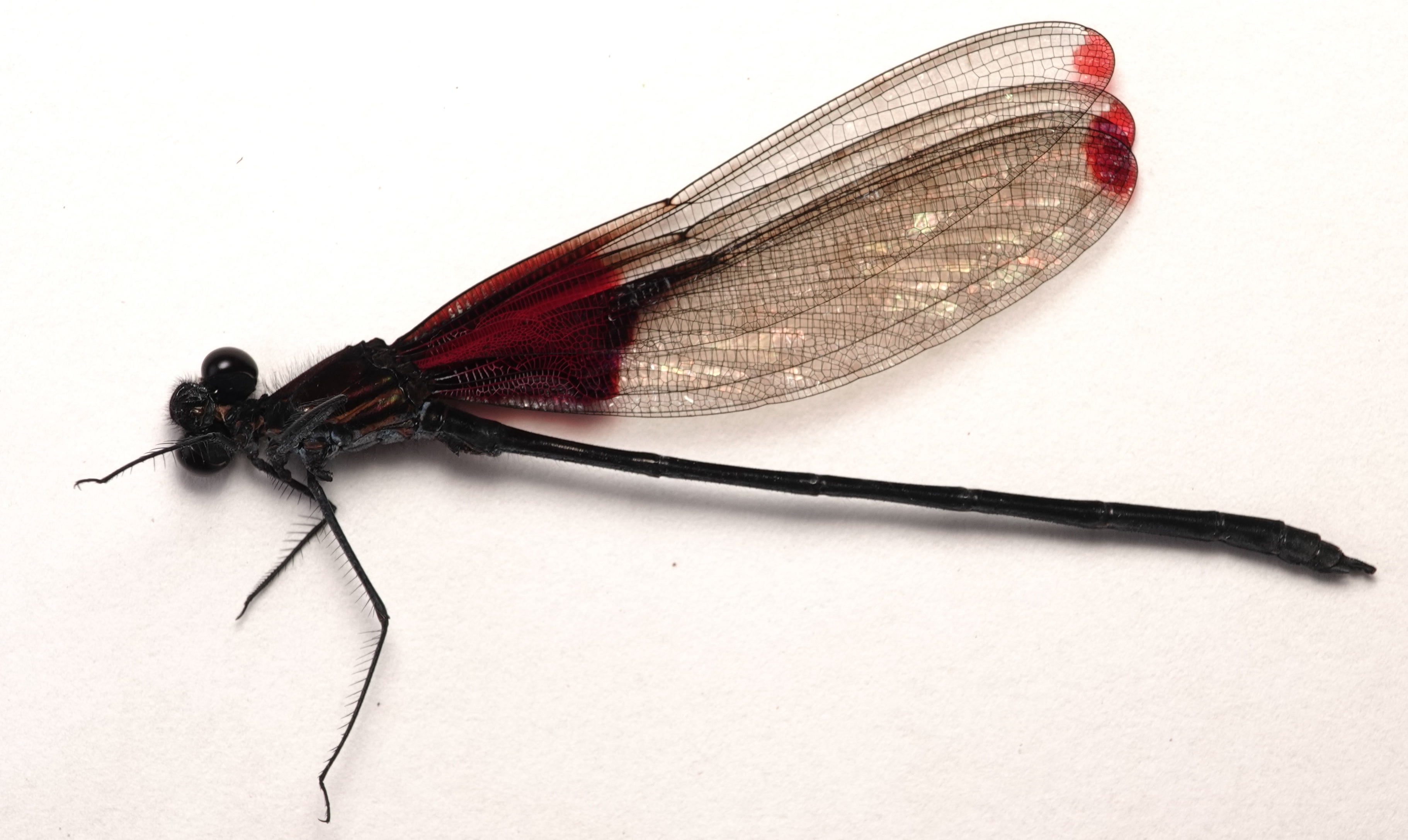 Hetaerina aurora