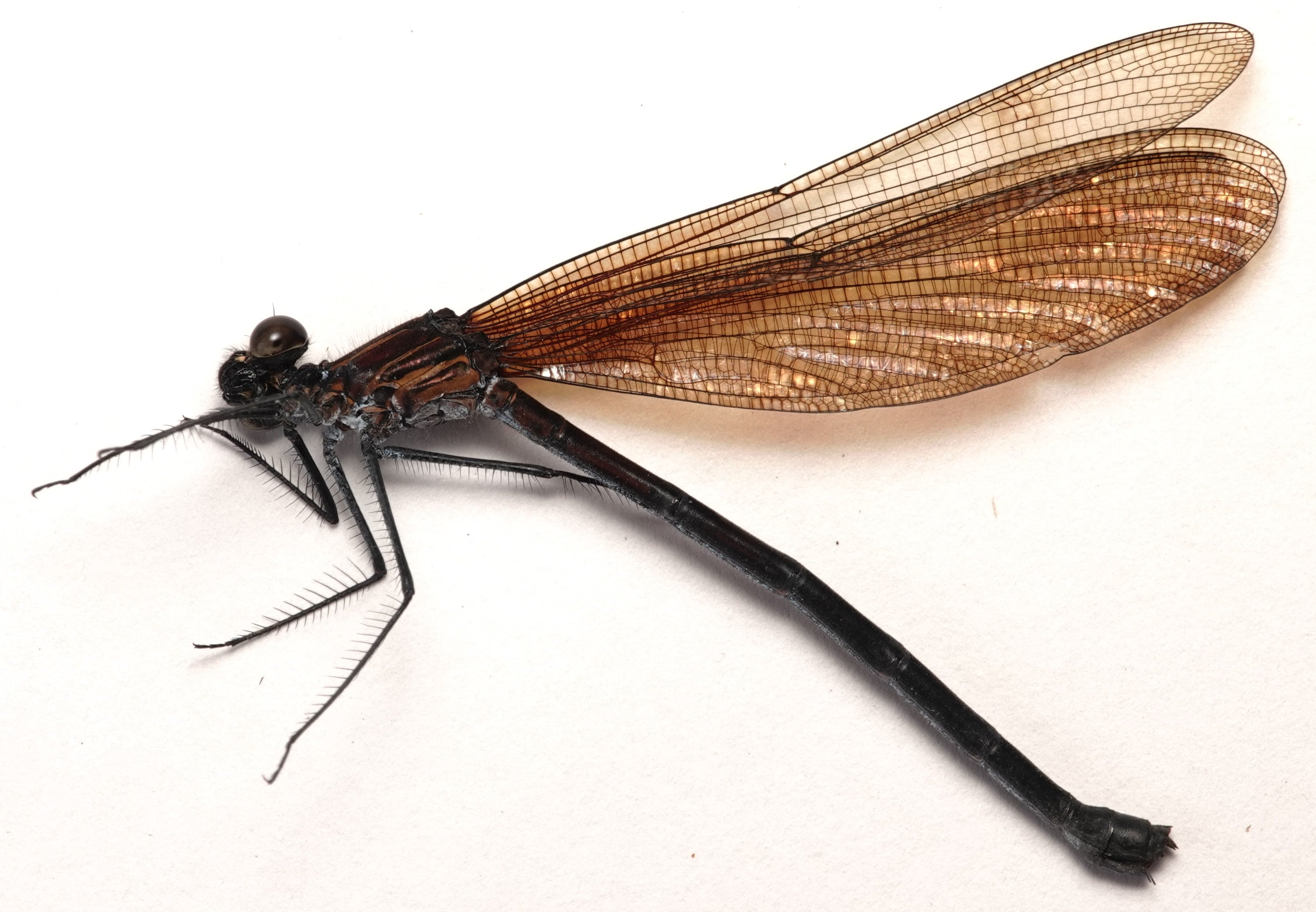 *Hetaerina aurora*, specimen, female. La Honda.