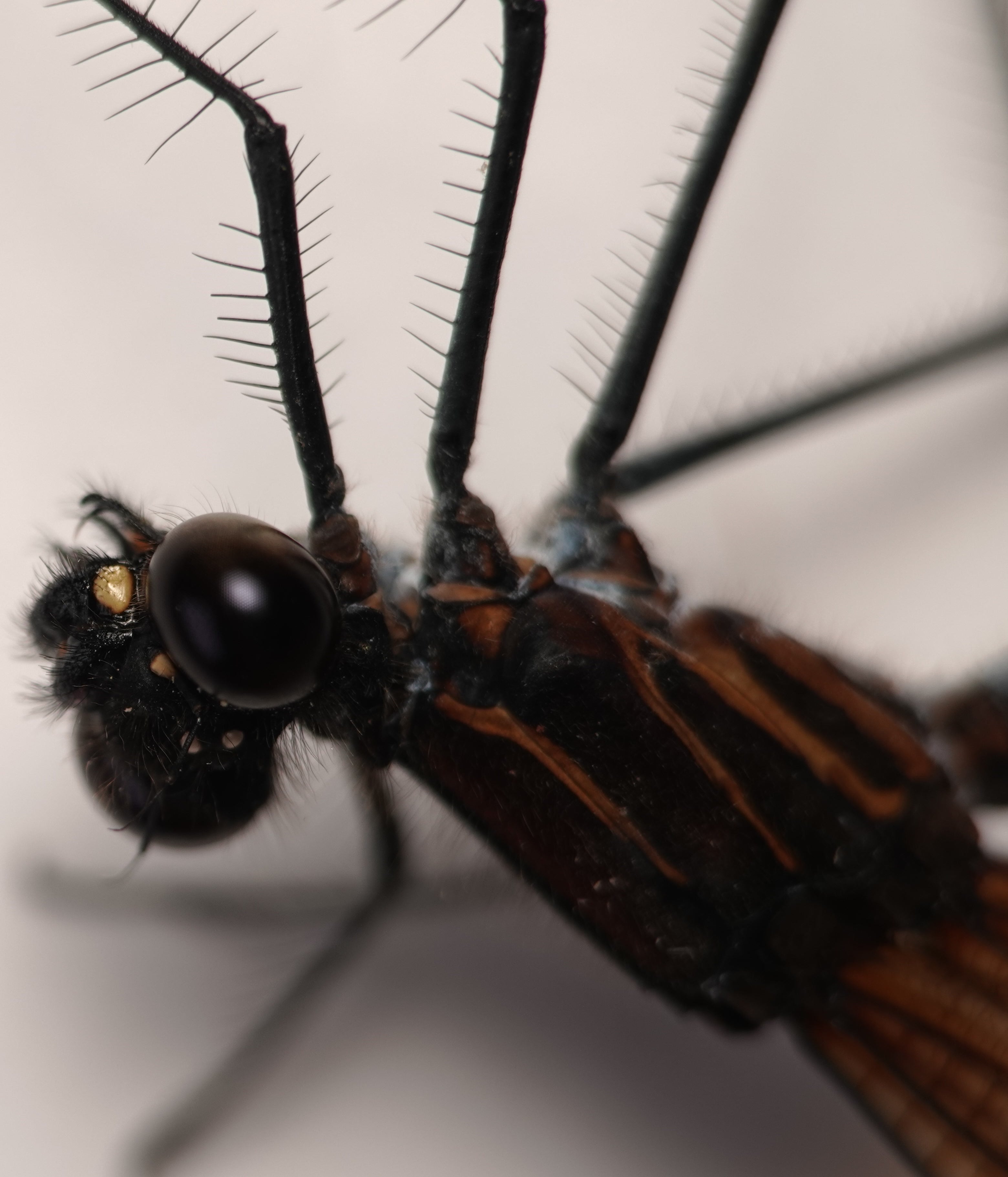 *Hetaerina aurora*, head in detail, female. La Honda.