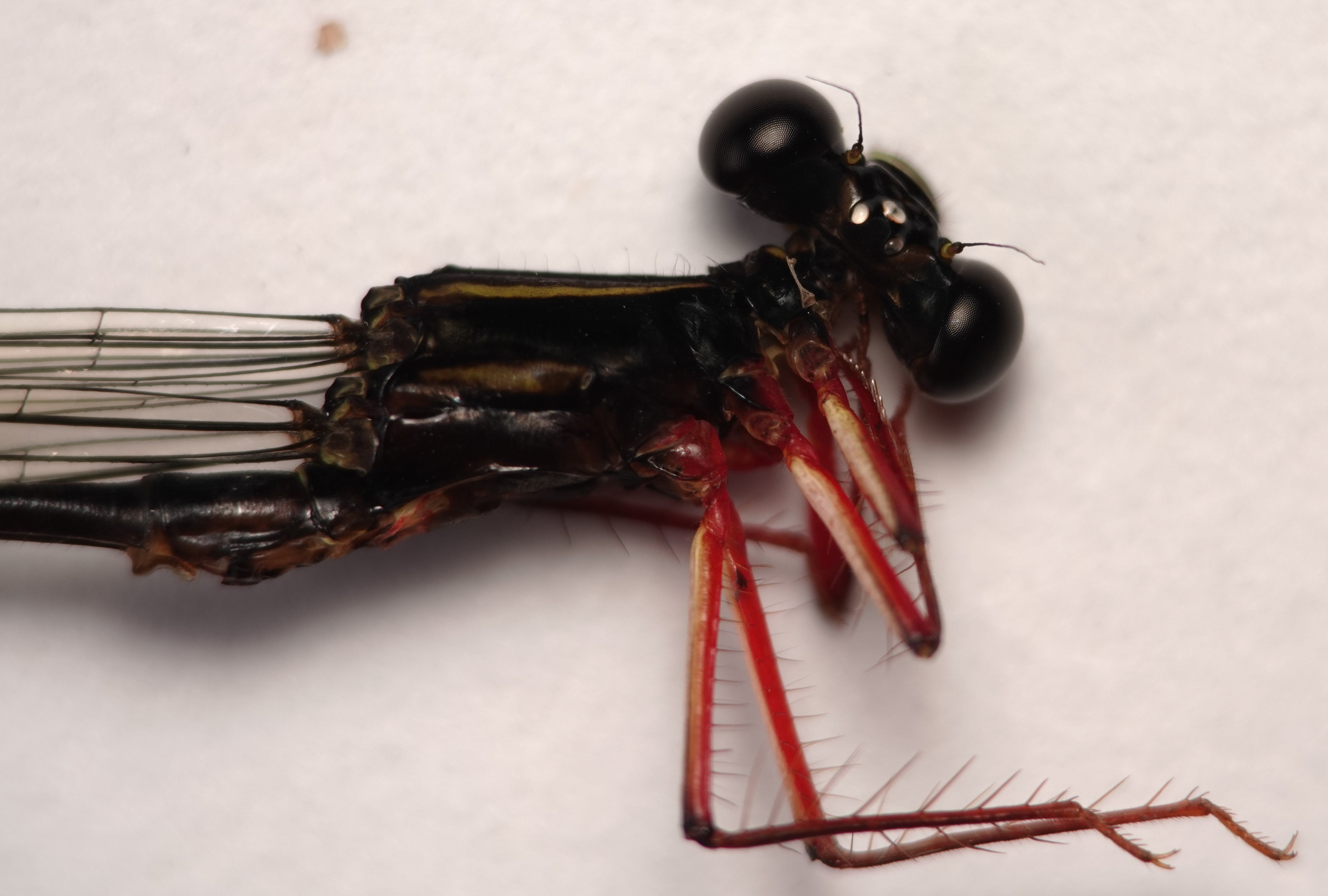 *Heteropodagrion superbum*, head in detail. La Honda.