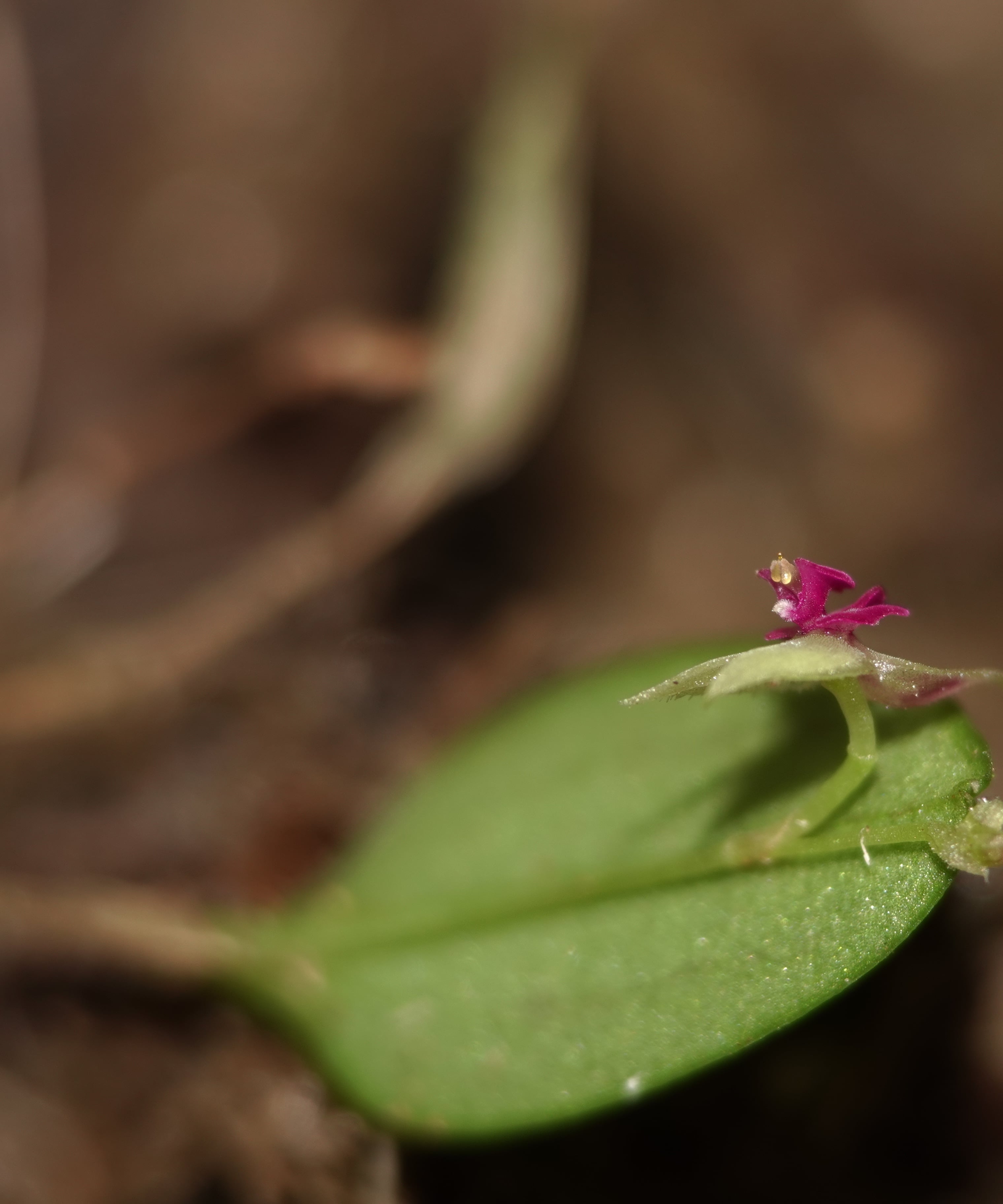 Habit shot of Lepanthes acarina from the side, a tuft of slender erect ramicauls 10–35 mm long enclosed by close lepanthiform sheaths, growing as an epiphyte on a mossy twig with associated small pleurothallid orchids, La Honda