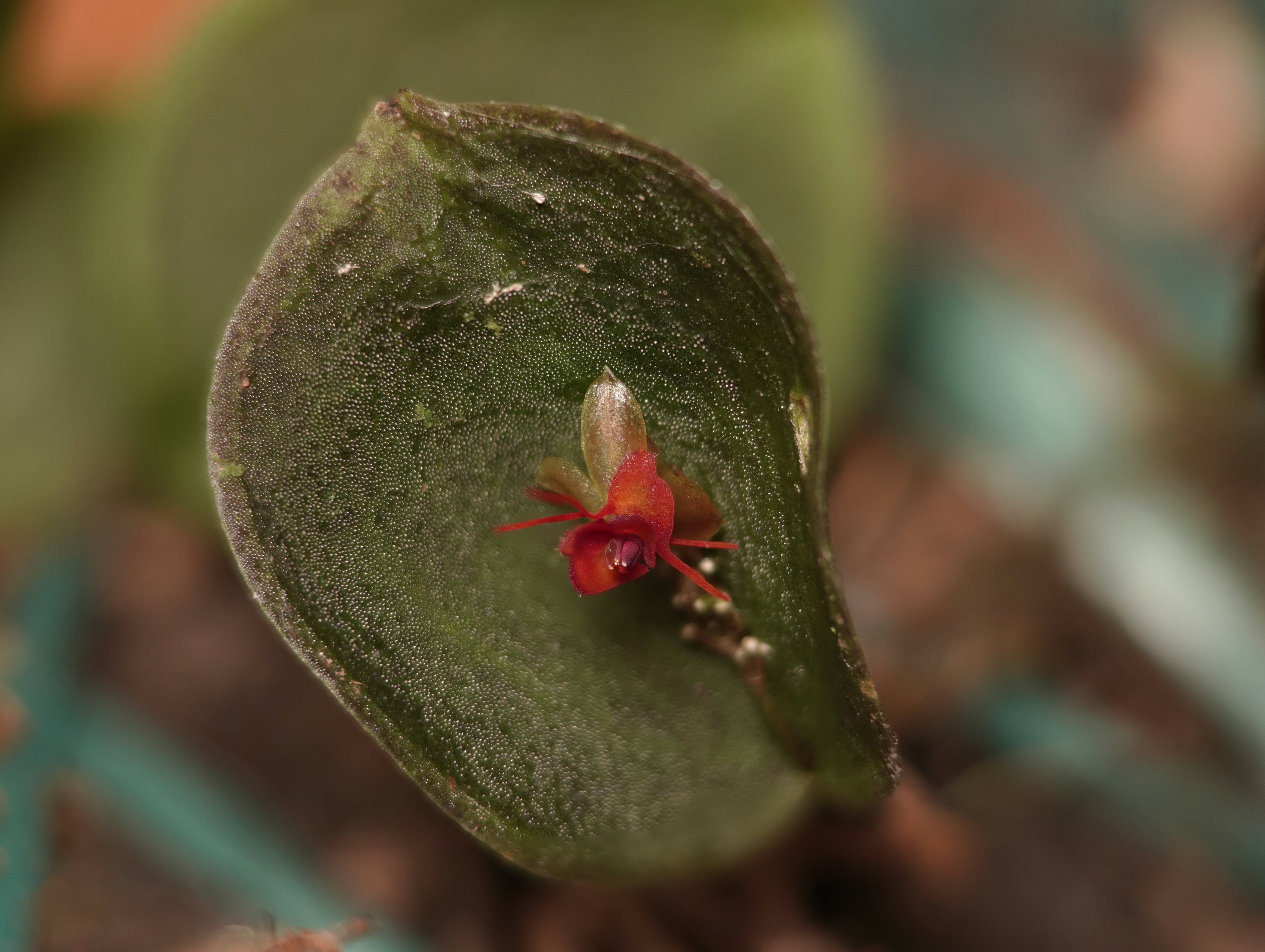 *Lepanthes arachnion*, whole plant with a single flower on the leaf. La Honda, 2026.