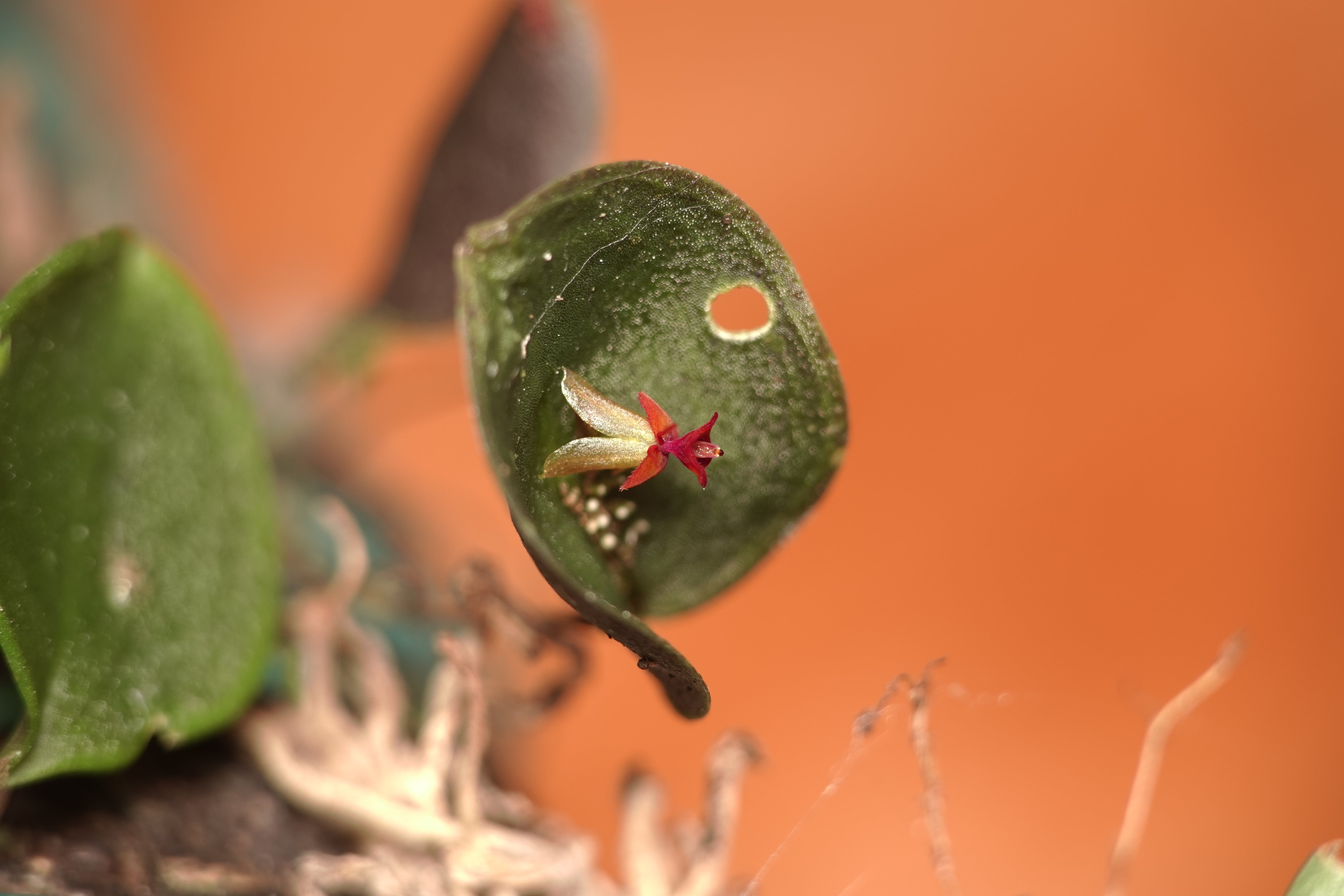 *Lepanthes arachnion*, plant seen from the side. La Honda, 2026.
