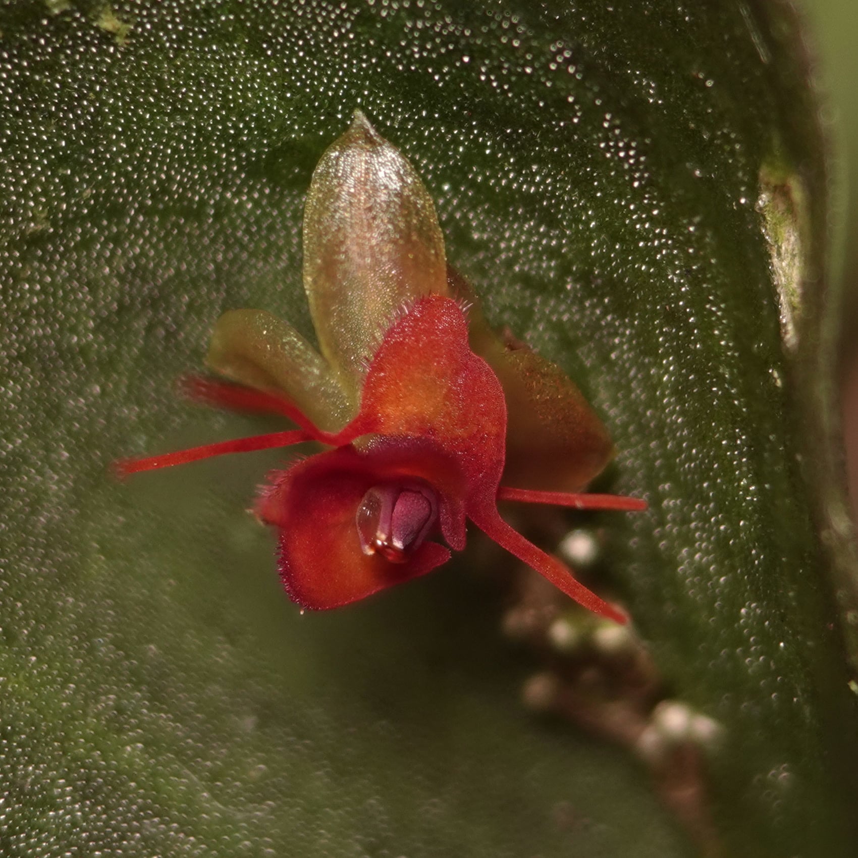 Lepanthes arachnion