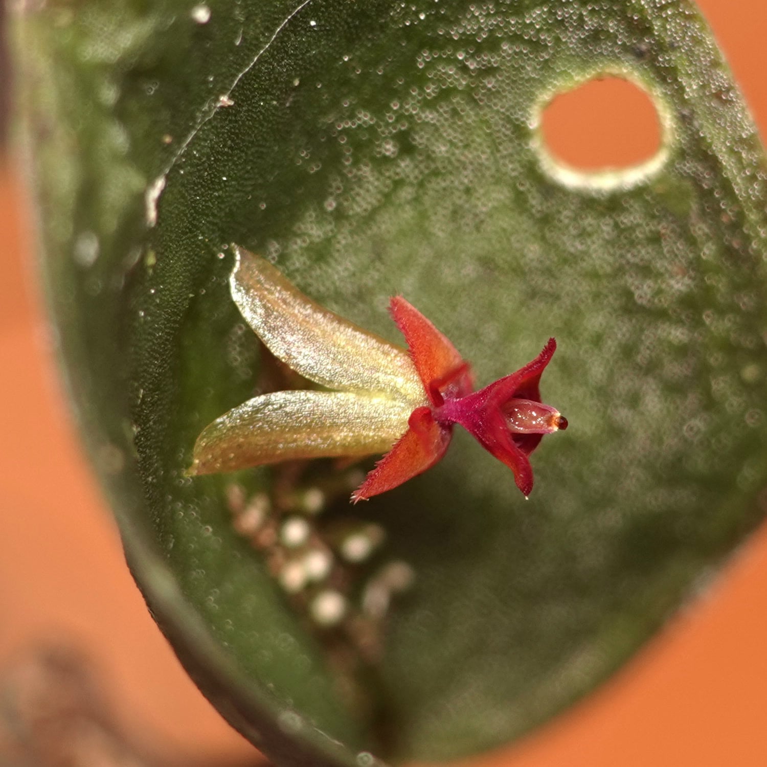 *Lepanthes arachnion*, flower in lateral view. La Honda, 2026.
