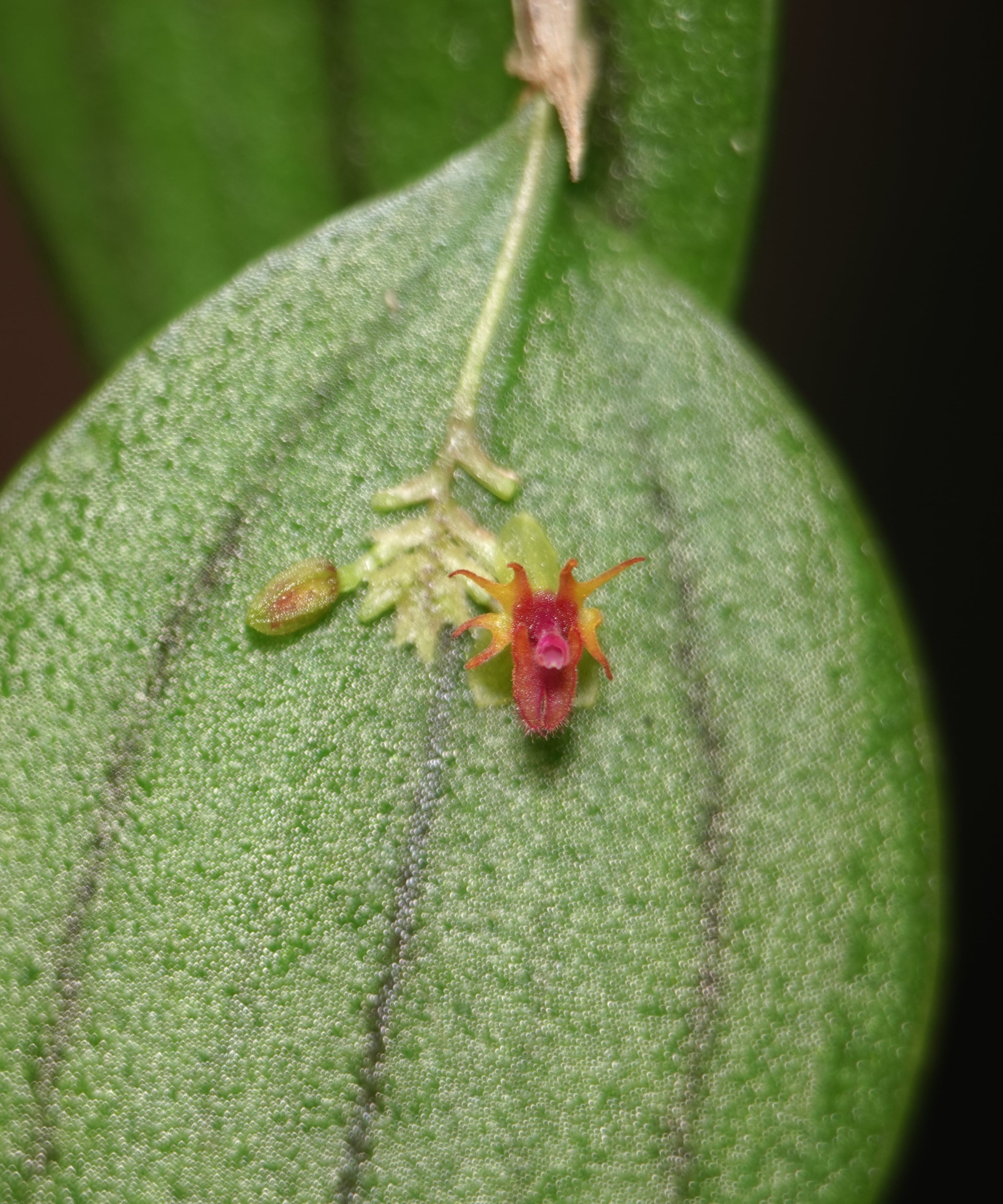 Lepanthes astraea flower in situ with developing bud, showing the elliptic translucent yellow sepals, four-lobed orange-red petals, and pink lip on the abaxial surface of the leaf with characteristic purple-reticulated veins, La Honda