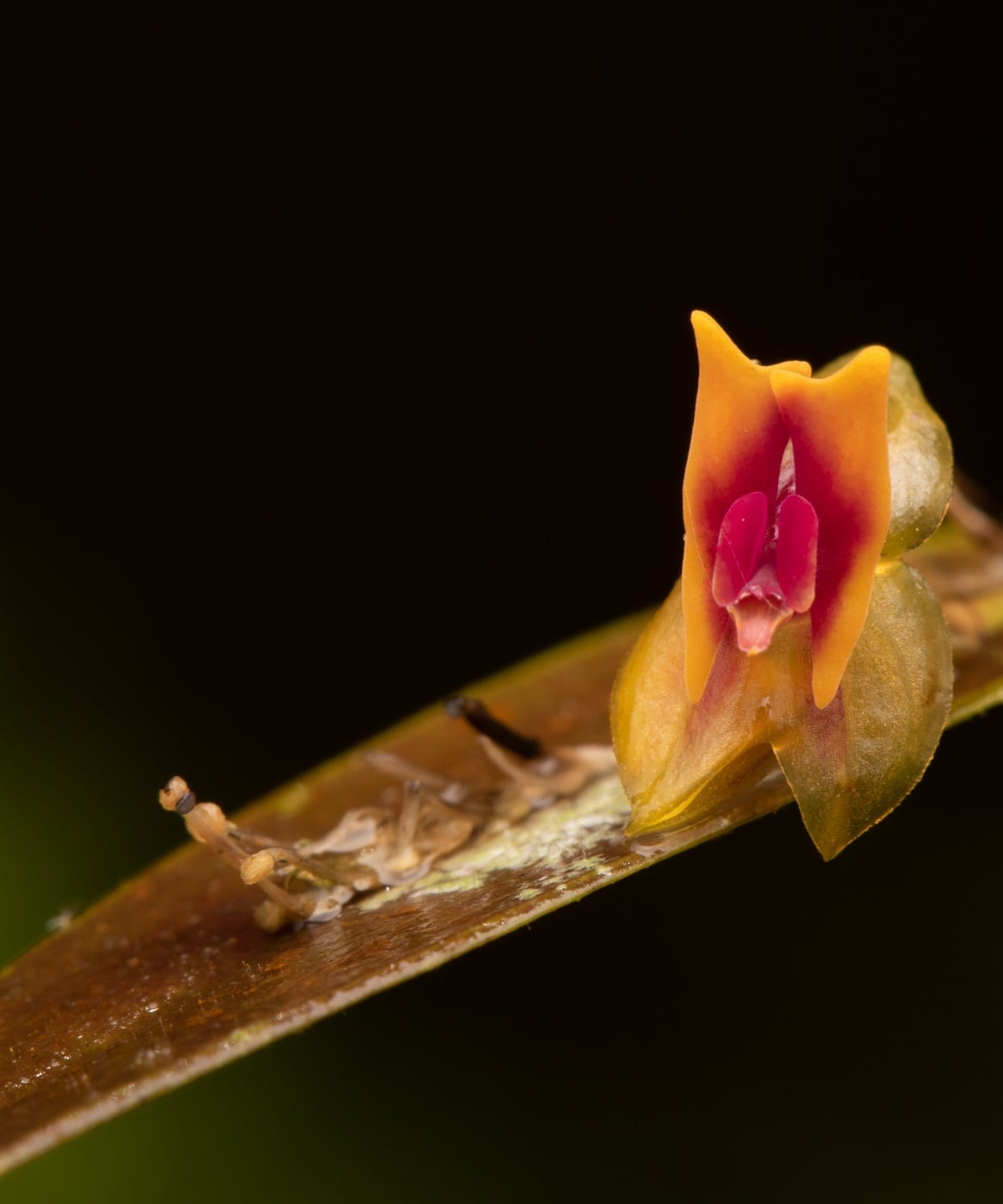 *Lepanthes cerambyx*, La Honda, 2025.