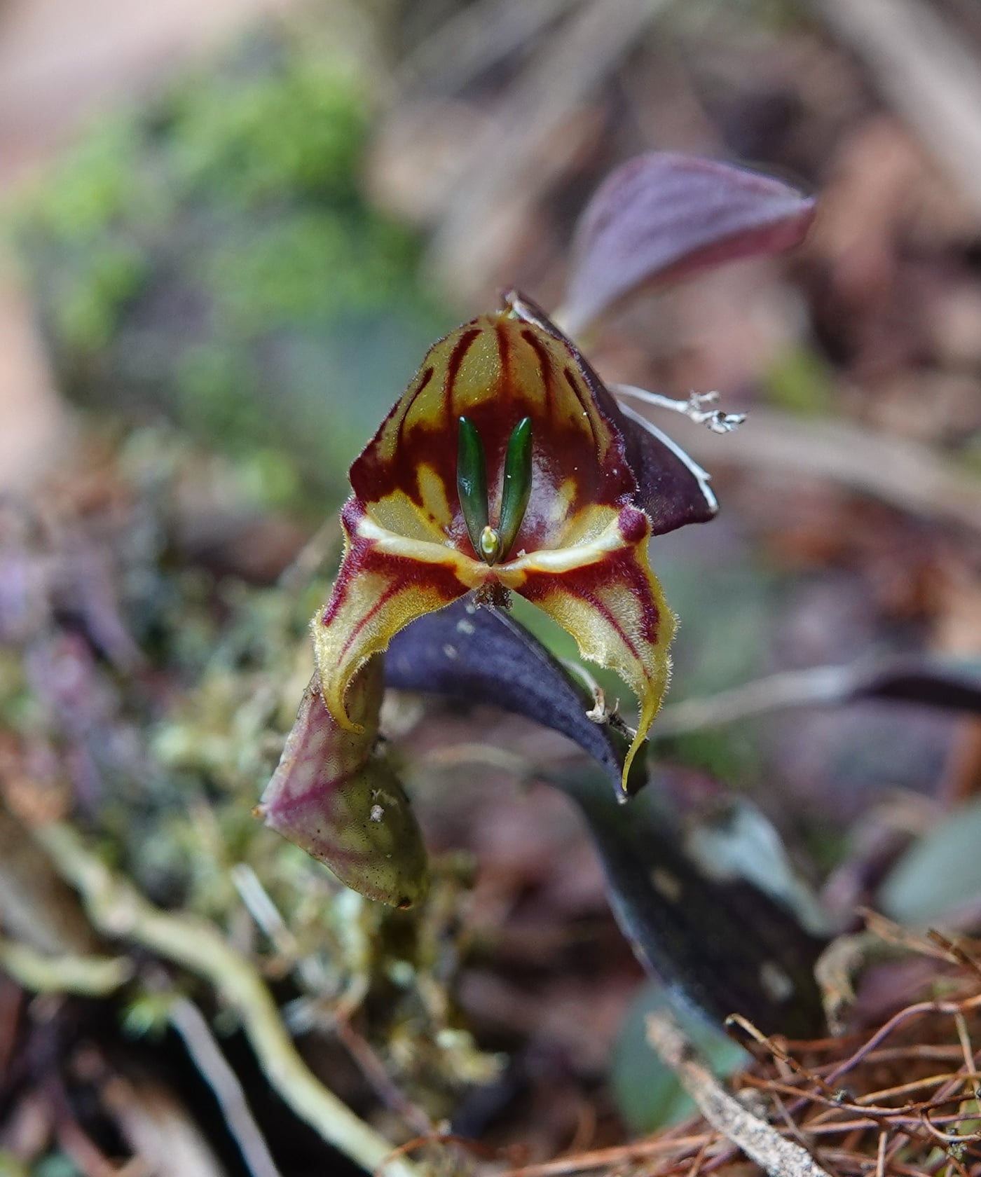 Lepanthes felis
