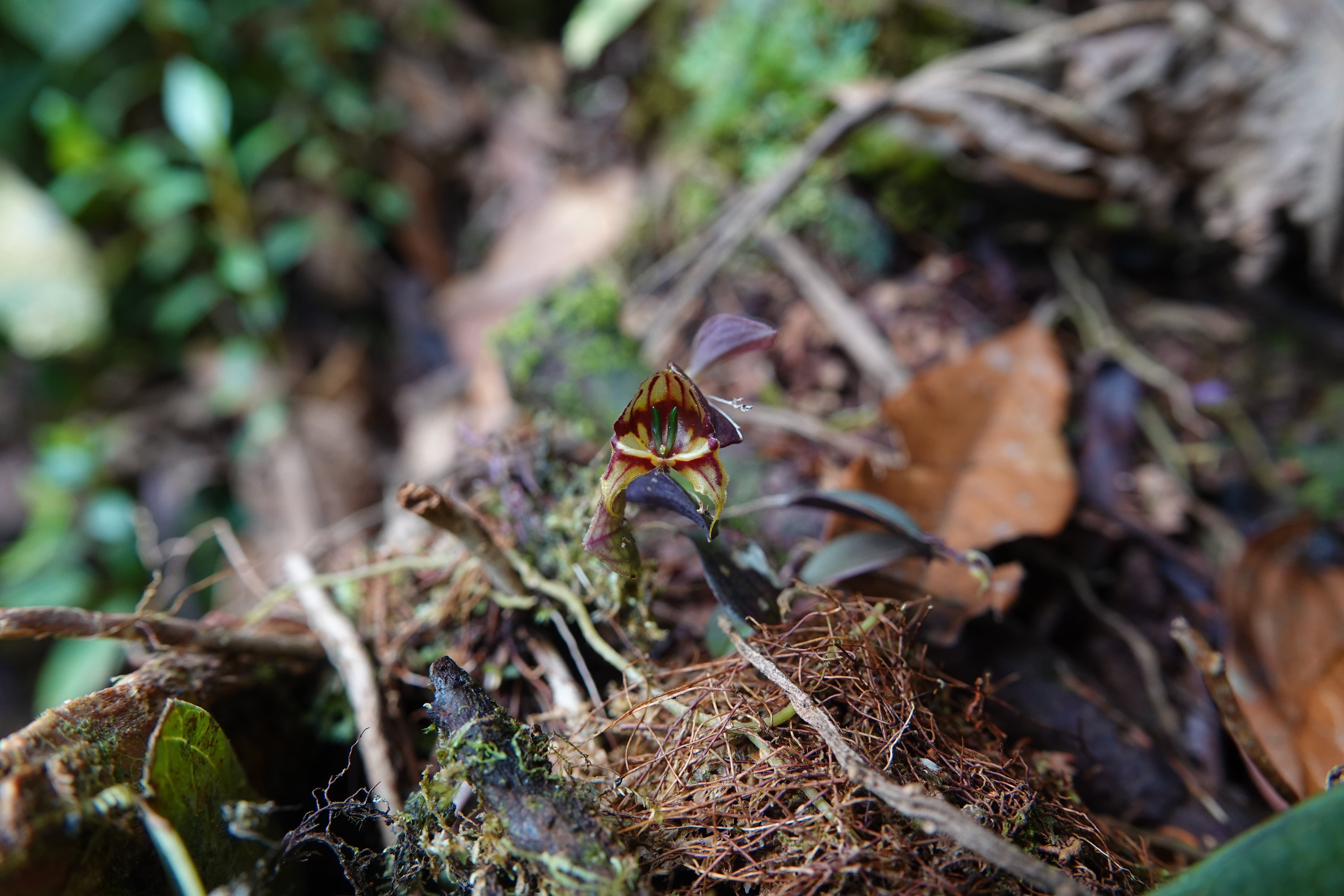 Lepanthes felis — habitat or habit view in La Honda, November 2025.