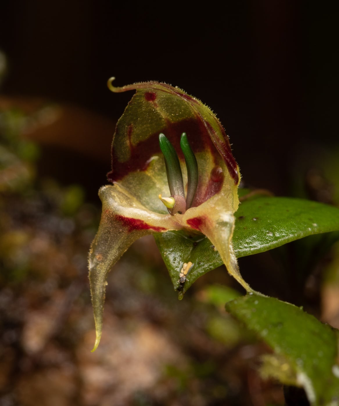 *Lepanthes felis*, La Honda, 2025.