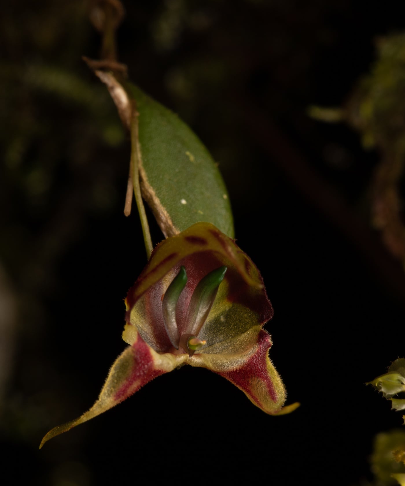 *Lepanthes felis*, La Honda, 2025.
