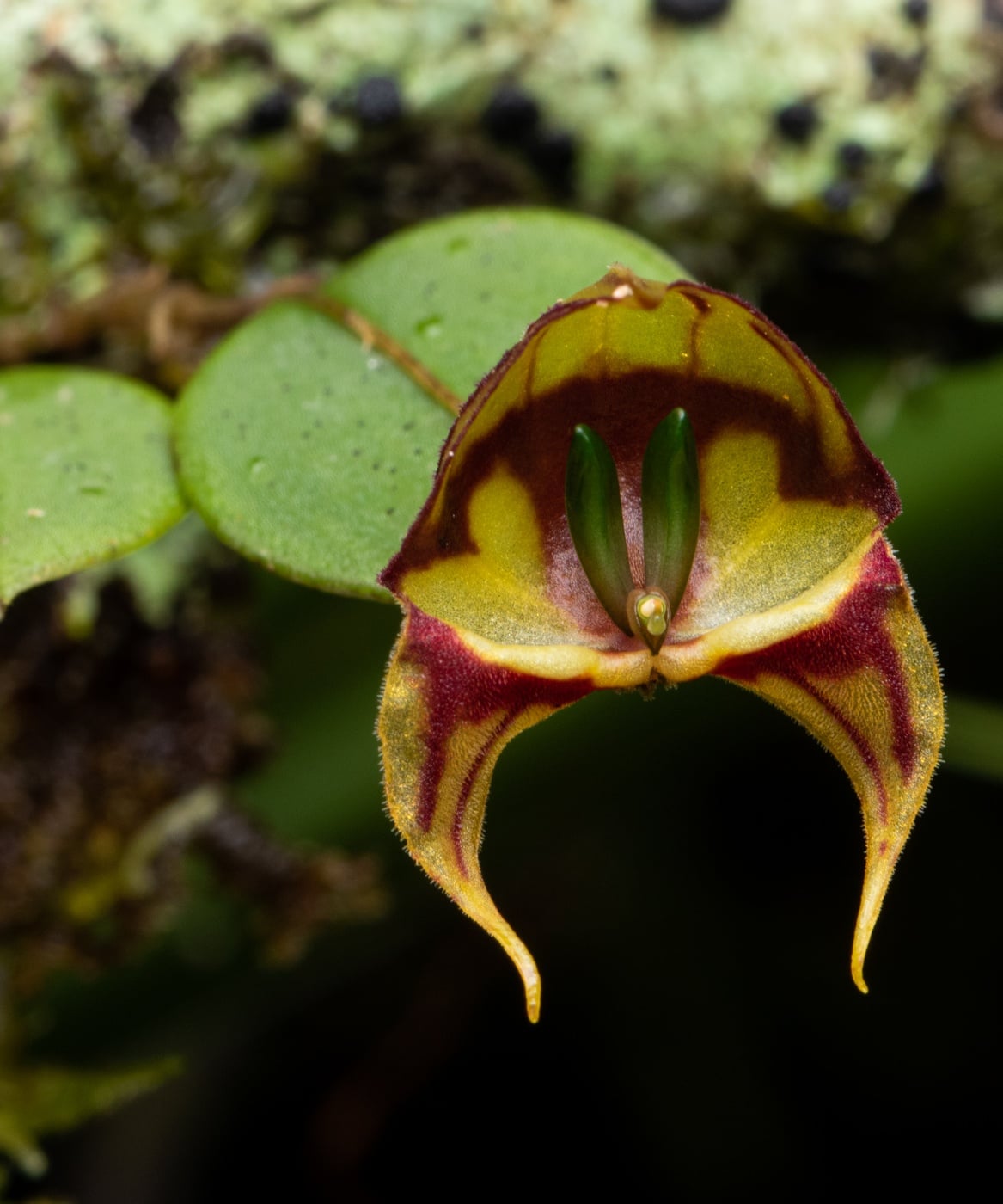 *Lepanthes felis*, La Honda, 2025.