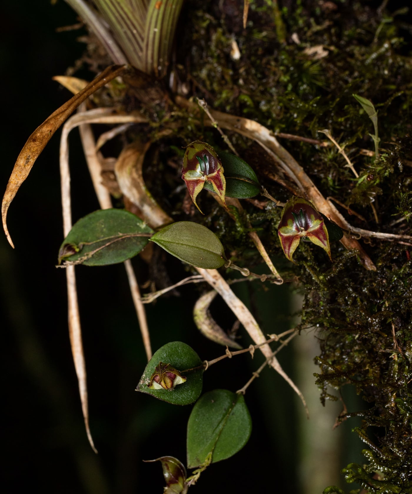 *Lepanthes felis*, La Honda, 2025.