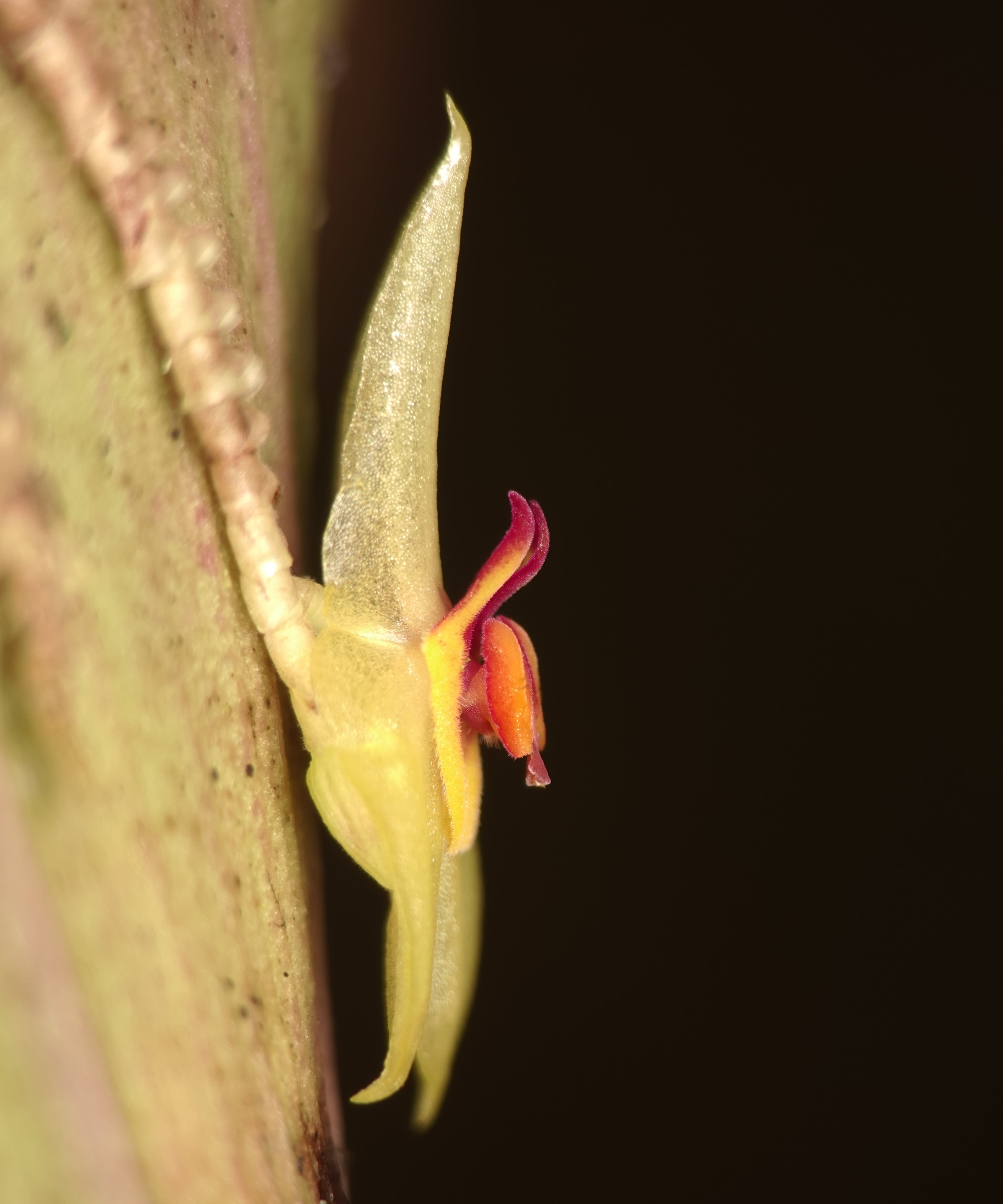 *Lepanthes ligiae*, La Honda, 2025.