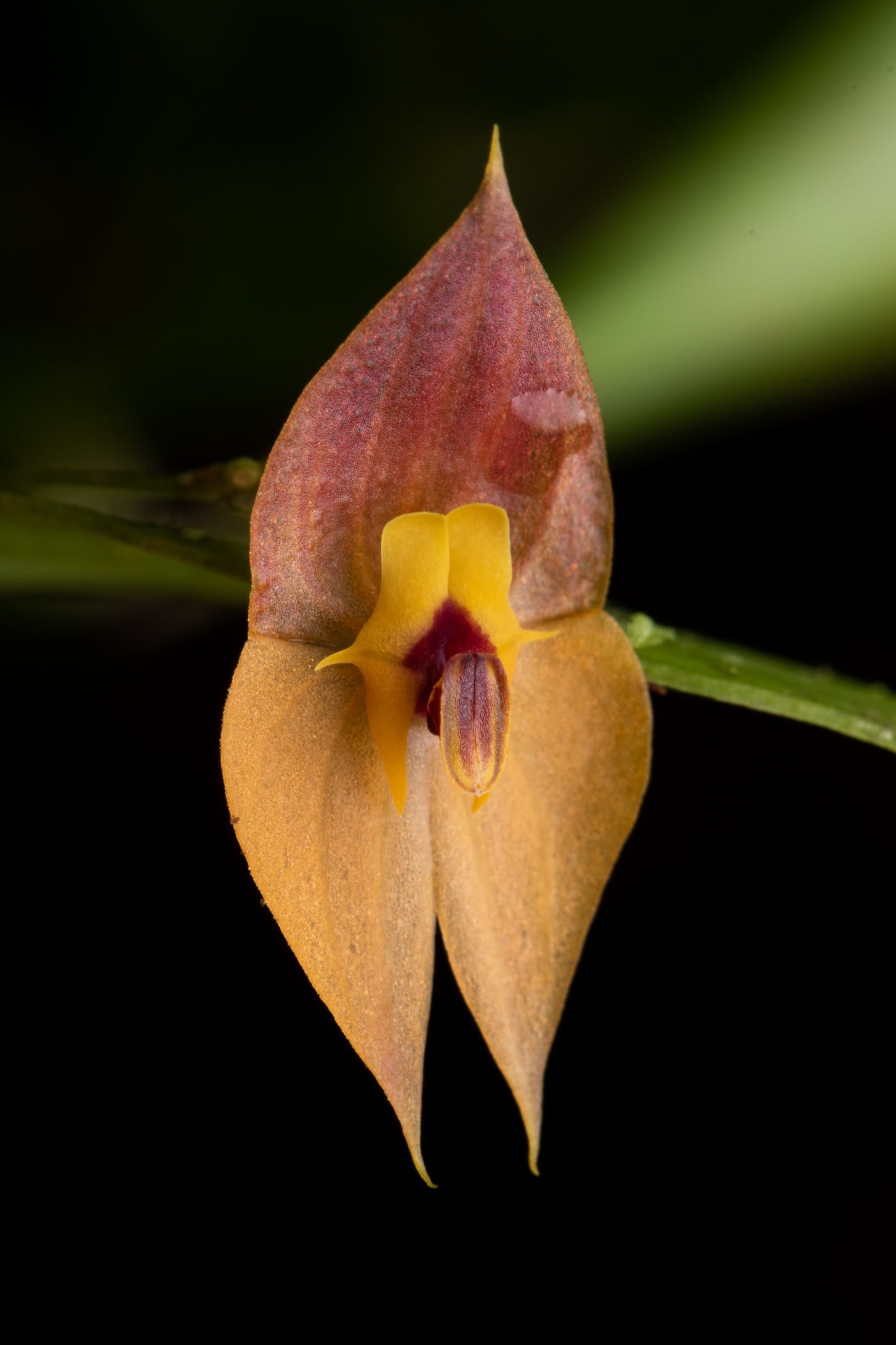 Lepanthes ophelma