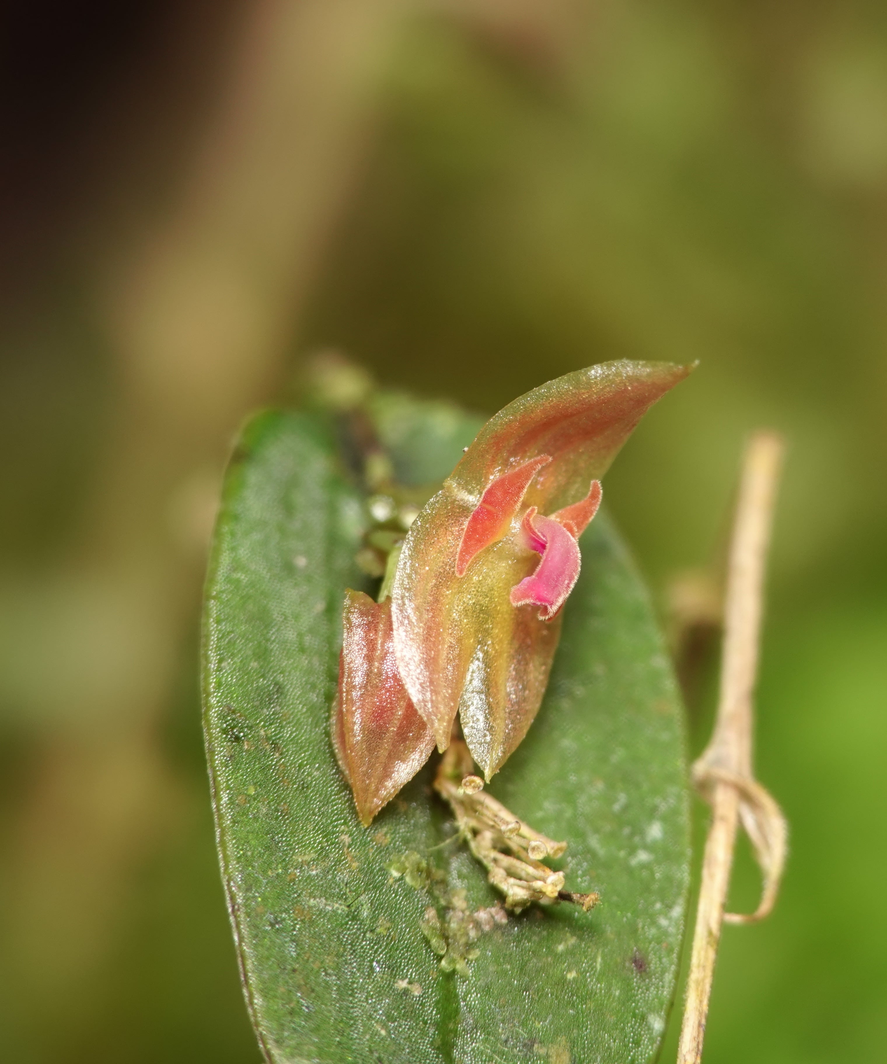 *Lepanthes pterygion*, La Honda, 2025.