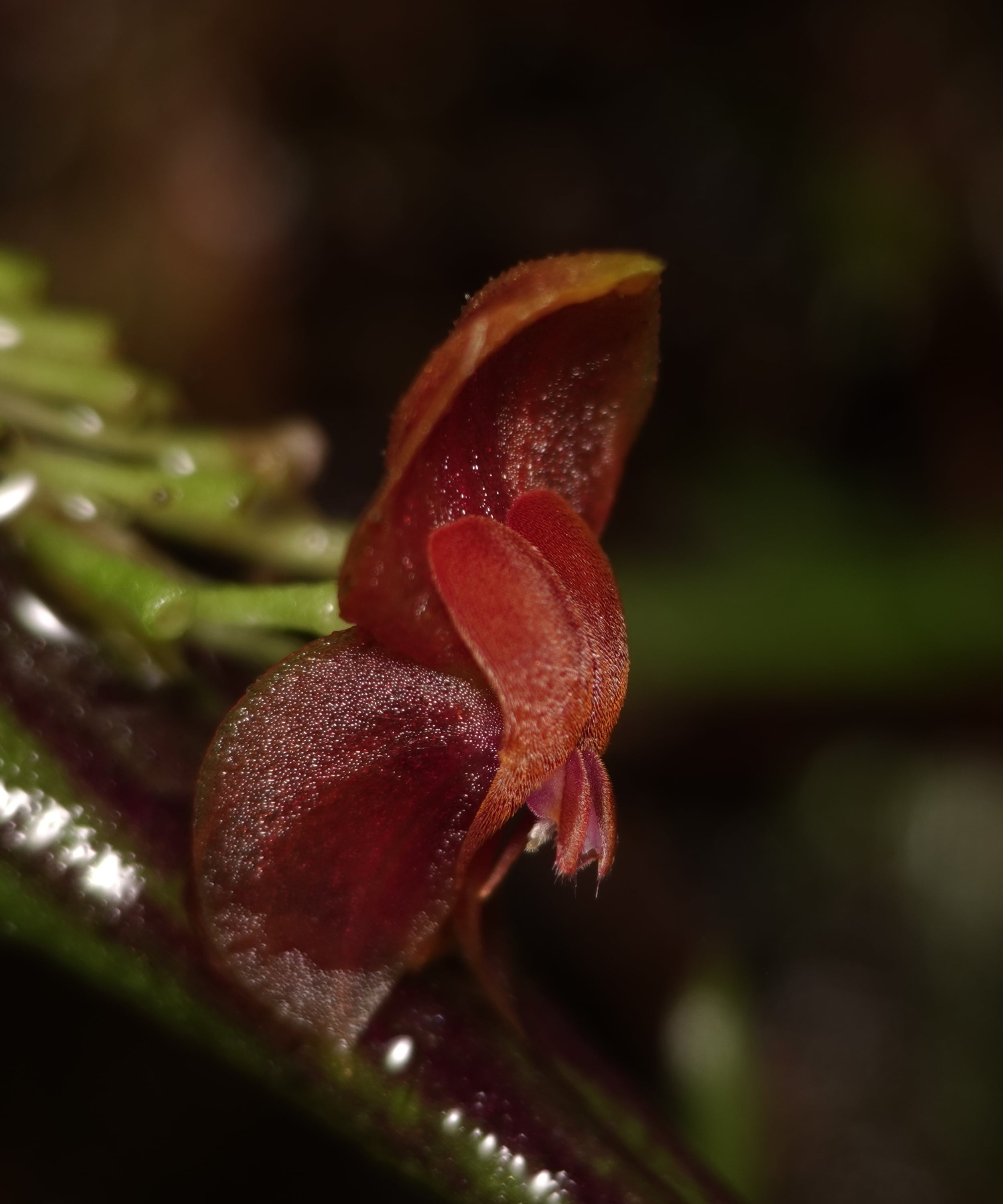 Lepanthes reticulata
