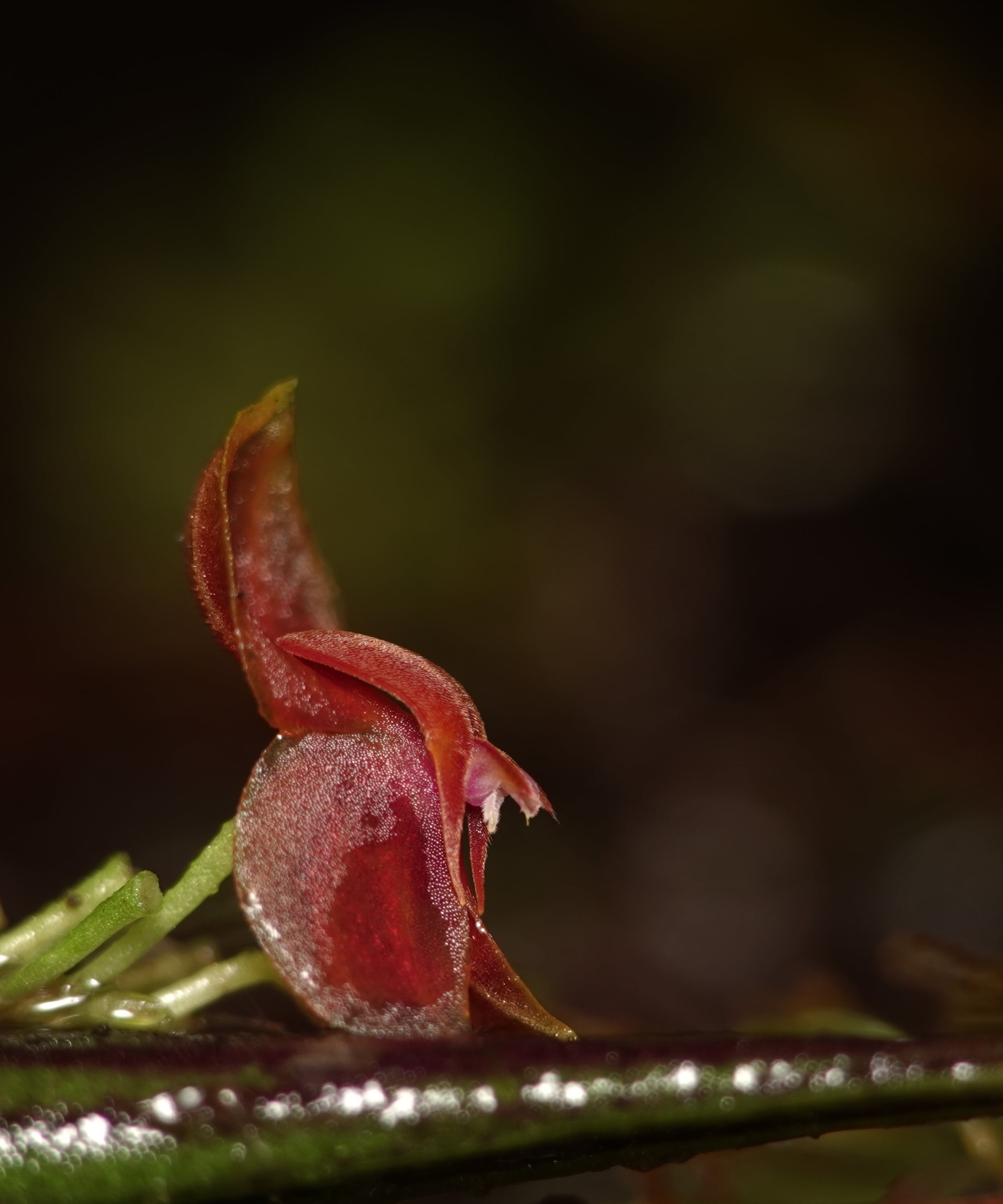 Lepanthes reticulata — small flower with orange-brown sepals and red-orange petals borne on the dorsal leaf surface, La Honda, 2025.